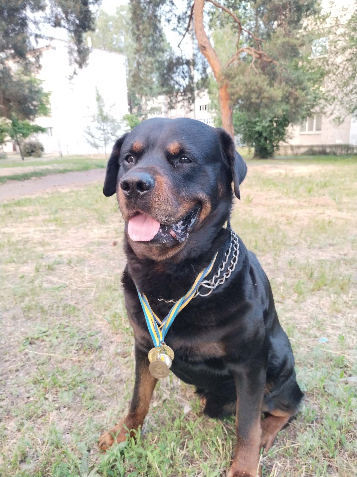 A Rottweiler dog is sitting on grass in what appears to be a park or residential area in Horishni Plavni, Ukraine. The dog is black and tan with a metal chain collar. Around its neck, attached to the collar, are two medals hanging from a ribbon with blue and yellow stripes, consistent with the Ukrainian flag. The dog has its tongue slightly out and its mouth is open, giving the appearance of panting or smiling. In the background, there are trees, some grass, and buildings that suggest an urban or suburban setting. The lighting indicates it is daytime, likely with sunlight.