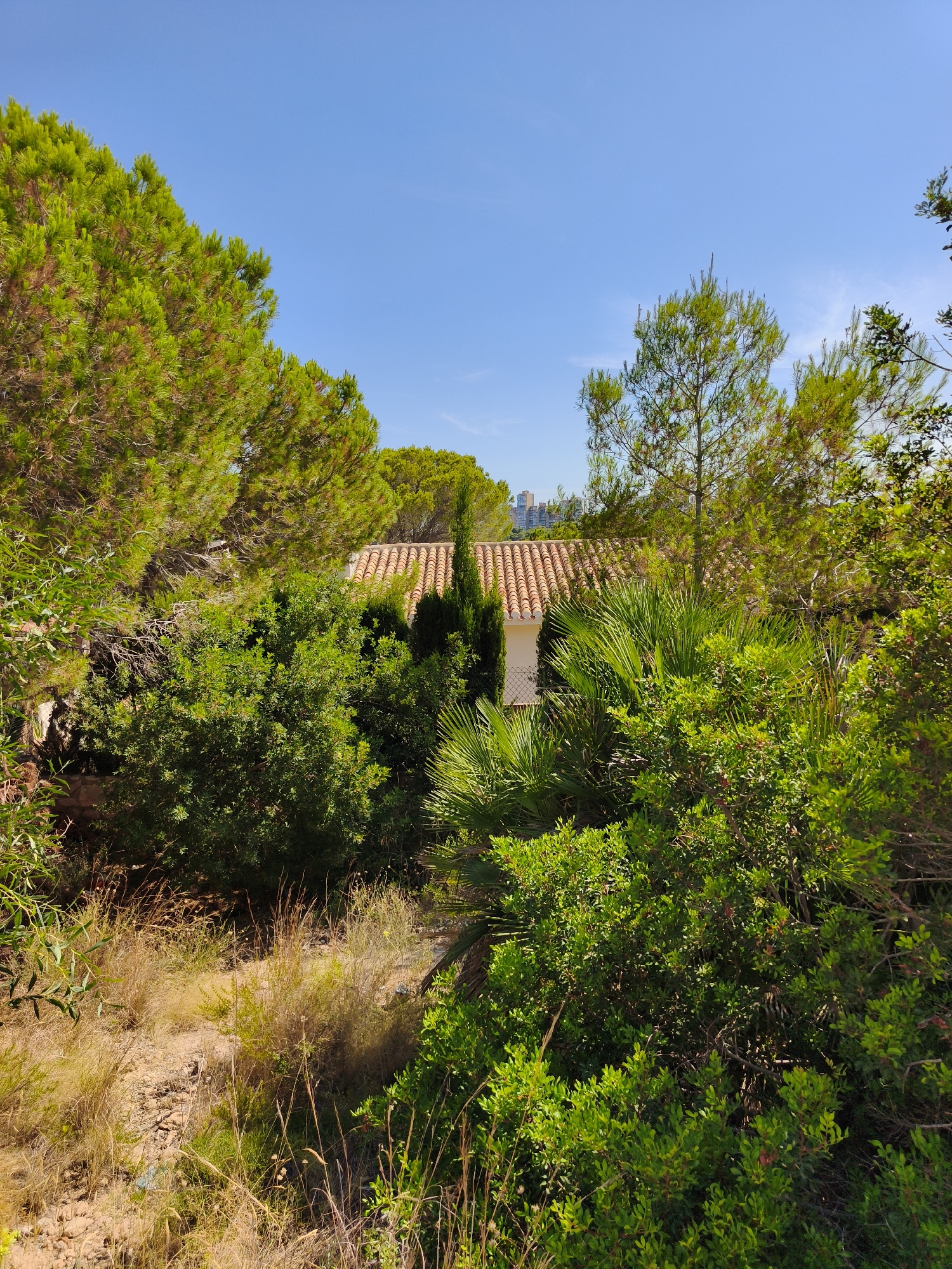 The image depicts a bright, sunny day in Dehesa De Campoamor, Spain, with a clear blue sky dominating the upper portion of the frame. Lush green foliage, characteristic of a Mediterranean climate, fills the foreground and midground. Tall pine trees with their characteristic needle-like leaves are prominent on the left and behind a cluster of smaller, dense green bushes in the center. Interspersed with the pine trees are various other types of vegetation, including palm fronds visible on the right.
Partially obscured by the vegetation, a single-story building with a terracotta tiled roof is visible. The building has white walls and a distinct triangular roof section with a pointed finial at its apex. Further in the background, beyond the trees, a cluster of modern high-rise buildings can be seen on the horizon, suggesting the presence of a more urbanized area nearby.
The ground in the foreground is covered with dry, straw-colored grass and loose soil, indicative of a natural or semi-natural landscape. No people or animals are visible in the scene. The overall impression is one of a tranquil, sun-drenched environment, possibly a residential area bordering a natural reserve or parkland.
