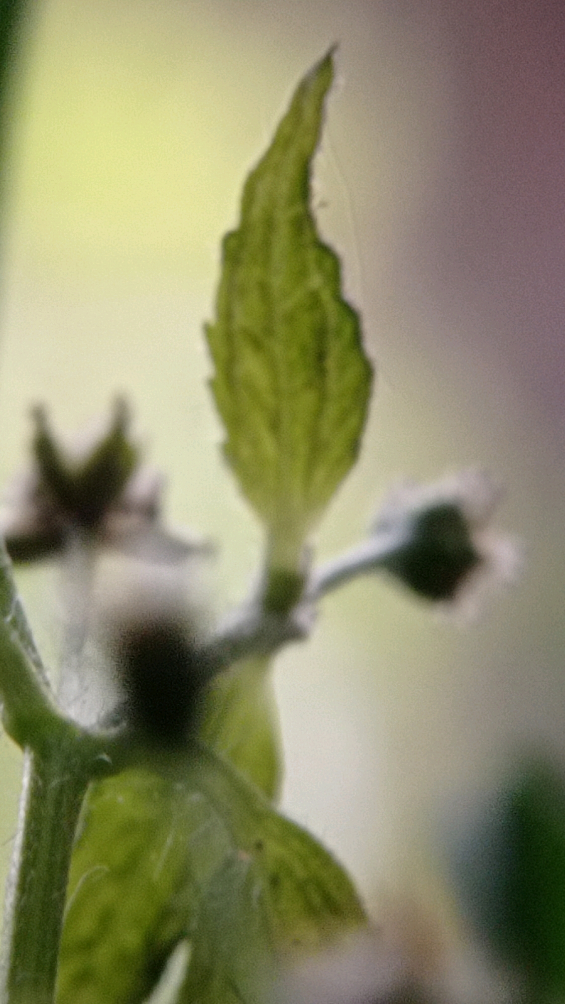 A close-up, out-of-focus shot captures a young green plant stem with leaves. The stem is fuzzy and appears to be growing upwards. A single, elongated leaf, also green and slightly serrated, is prominently featured in the center of the frame, pointing upwards and slightly to the right. To the left and behind the main leaf, a darker, bud-like structure is visible, possibly a developing flower or another leaf. The background is blurred, with a gradient of light yellow and soft purple, suggesting an outdoor environment with diffused lighting, possibly a garden or natural setting in Mulyoagung, Indonesia.