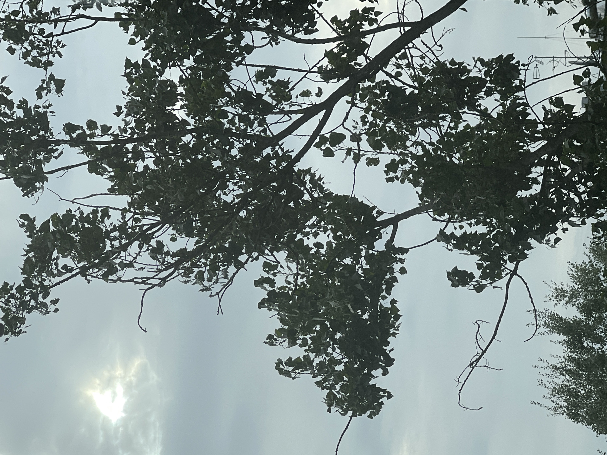 The image shows a dense canopy of deciduous tree foliage silhouetted against a cloudy sky with a bright, diffused sun on the left. The branches are dark, with numerous green leaves. The sky is a light gray-blue, with patches of brighter white where the sun is breaking through. In the background, partially obscured by the foreground trees, are the tops of other trees and some man-made structures, including what appears to be a radio tower or antenna. The image is captured from a low angle, looking upwards into the sky and through the trees. There are no people or animals visible. The scene is outdoors and appears to be in an urban or semi-urban environment given the presence of the antenna. There is no specific indication of the city of Warsaw, Poland within the image itself.