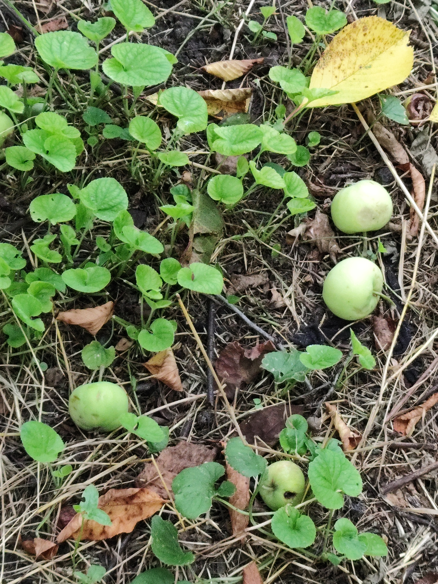 In a natural outdoor environment, likely the city of Znamenskiy, Russia, several small, green apples have fallen onto the ground amongst fallen leaves and dry grass. The apples are scattered across the frame, with some partially obscured by the surrounding vegetation. The ground cover consists of dark soil, interspersed with dried grass stalks, brown fallen leaves, and vibrant green, low-lying plants with rounded leaves. The lighting suggests it is daytime, with no strong shadows indicating midday sun. There are no people visible in the image. The scene depicts a natural ground level view of a foraging area for small fruits.