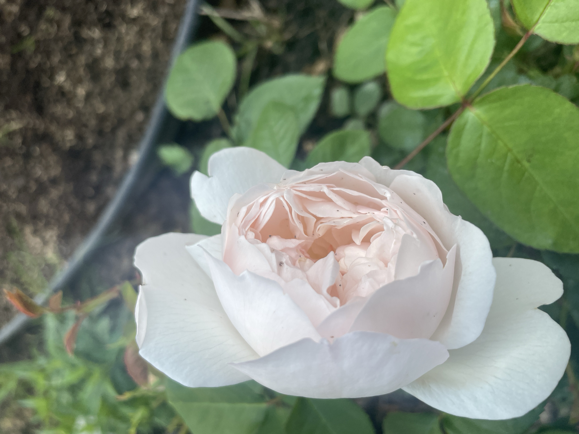 A close-up, high-angle shot focuses on a pale pink and white rose in bloom. The rose is the primary subject, with its delicate petals unfurling and revealing a soft, peachy center. The petals are a mix of creamy white on the outer layers and a blush of pink towards the core. The background is softly blurred, showing green foliage, a dark rim of a planter, and soil. The scene is set in Aropakkuzi, Russia.