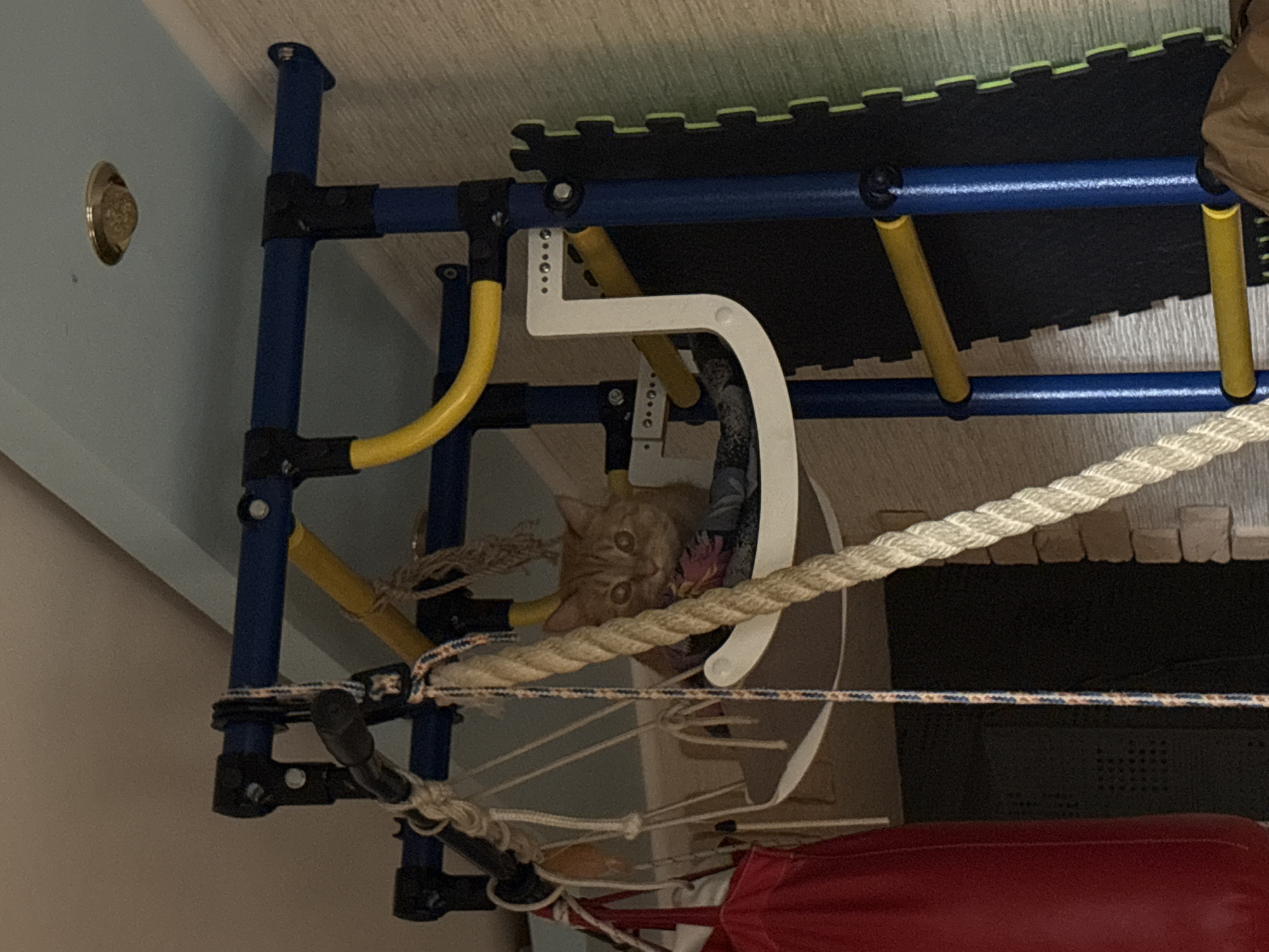The image depicts a close-up of a structure composed of blue and yellow supports, with a black foam mat on top. A rope and a white curved object are also visible. Peeking out from within the structure is a ginger cat. A red object is visible at the bottom of the frame. The location is not discernible from the image.