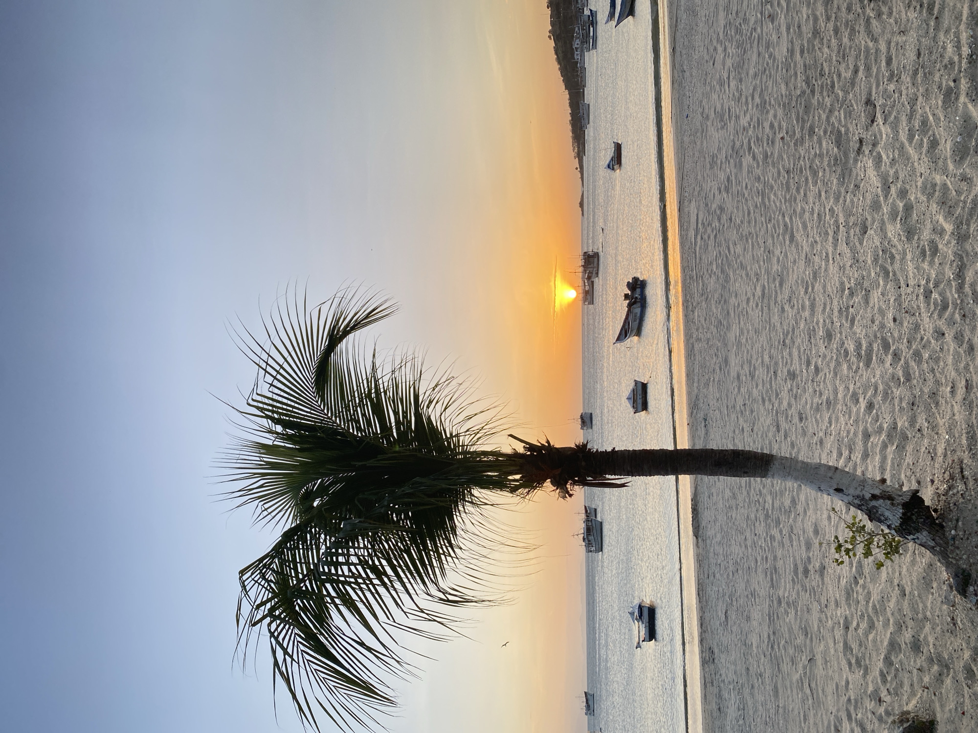 The image depicts a beach scene at sunset in Juan Griego, Venezuela. A palm tree dominates the left side of the frame, its fronds silhouetted against the sky. The sun is setting over the water, creating a warm orange glow. Several boats are visible in the water, and the beach is sandy. The image appears to be taken at a low angle, emphasizing the height of the palm tree.