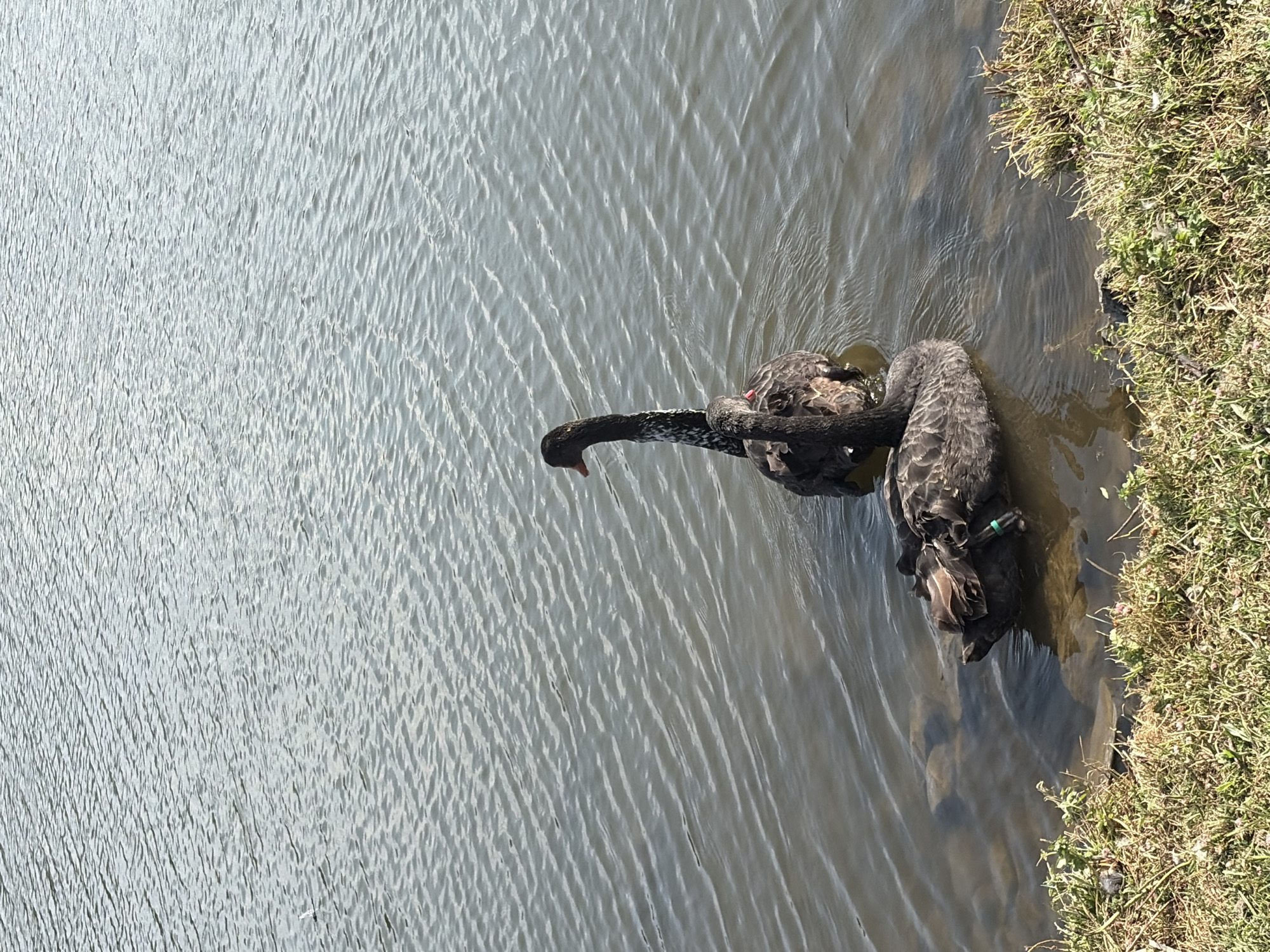 Two black swans are swimming in a body of water. One swan is in the foreground, facing left with its head down. It has a green band around its leg. The second swan is behind and to the right of the first, facing left with its head and neck raised. It has a more mottled black and white coloration on its neck. The water is calm with ripples. The foreground shows the edge of the water with grass and small rocks. The scene appears to be outdoors in a natural setting. The location is Ivanyane, Bulgaria.