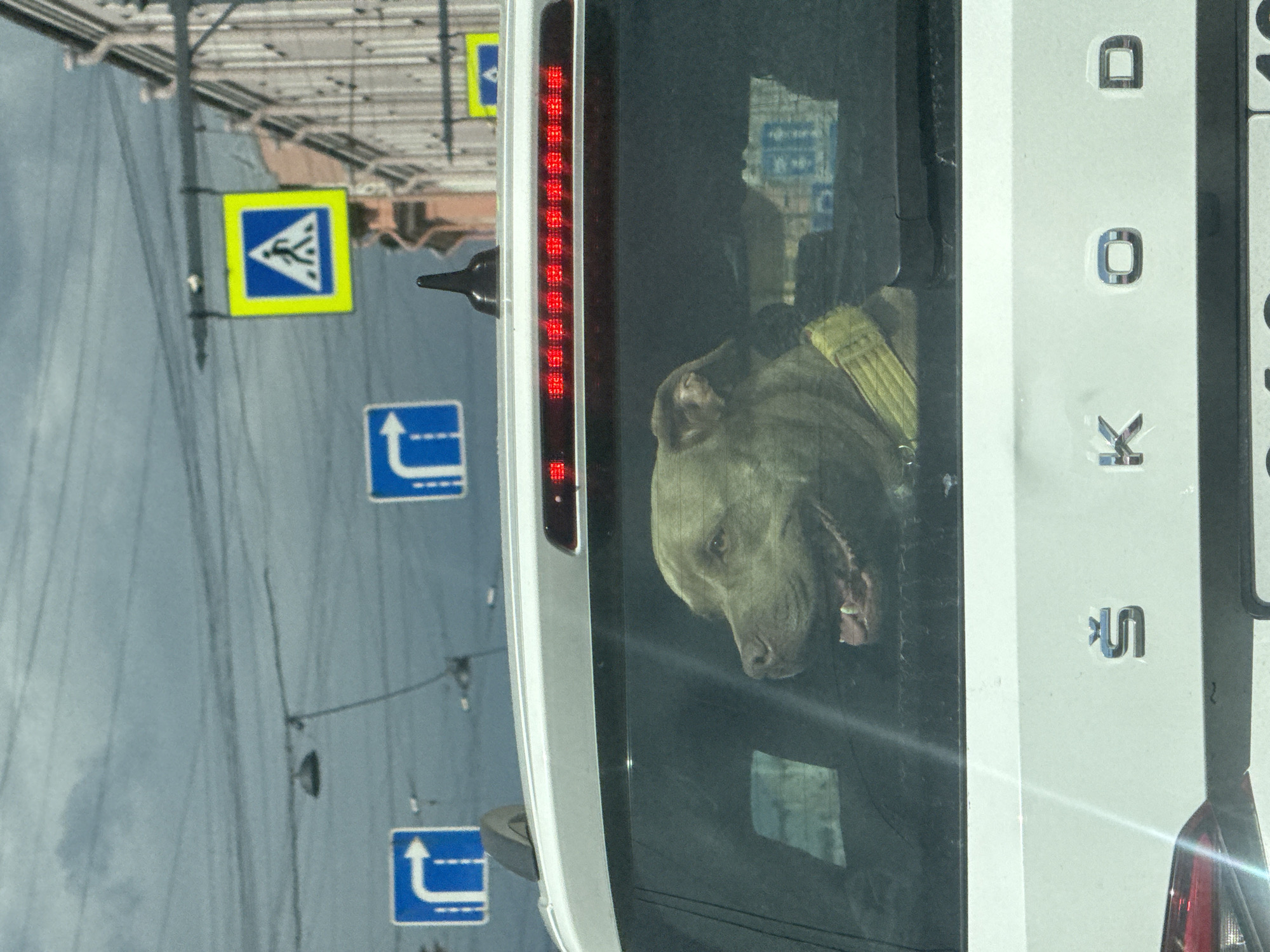 A dog is seen looking out the back window of a white vehicle. The dog appears to be a pit bull with light-colored fur and a red collar. It is wearing a yellow harness. The vehicle's rear brake light is visible on the left side of the image, and the rear of the vehicle has chrome lettering that spells out "DOK" and "SK". The scene appears to be set in an urban environment, as suggested by the presence of street signs and overhead wires, which are typical of Saint Petersburg, Russia. One sign is a pedestrian crossing sign with a yellow border and a blue background, depicting a person walking. Another sign is a blue directional arrow indicating a lane change to the left. The overall lighting suggests it may be daytime, but the sky appears overcast. The dog's expression is neutral.