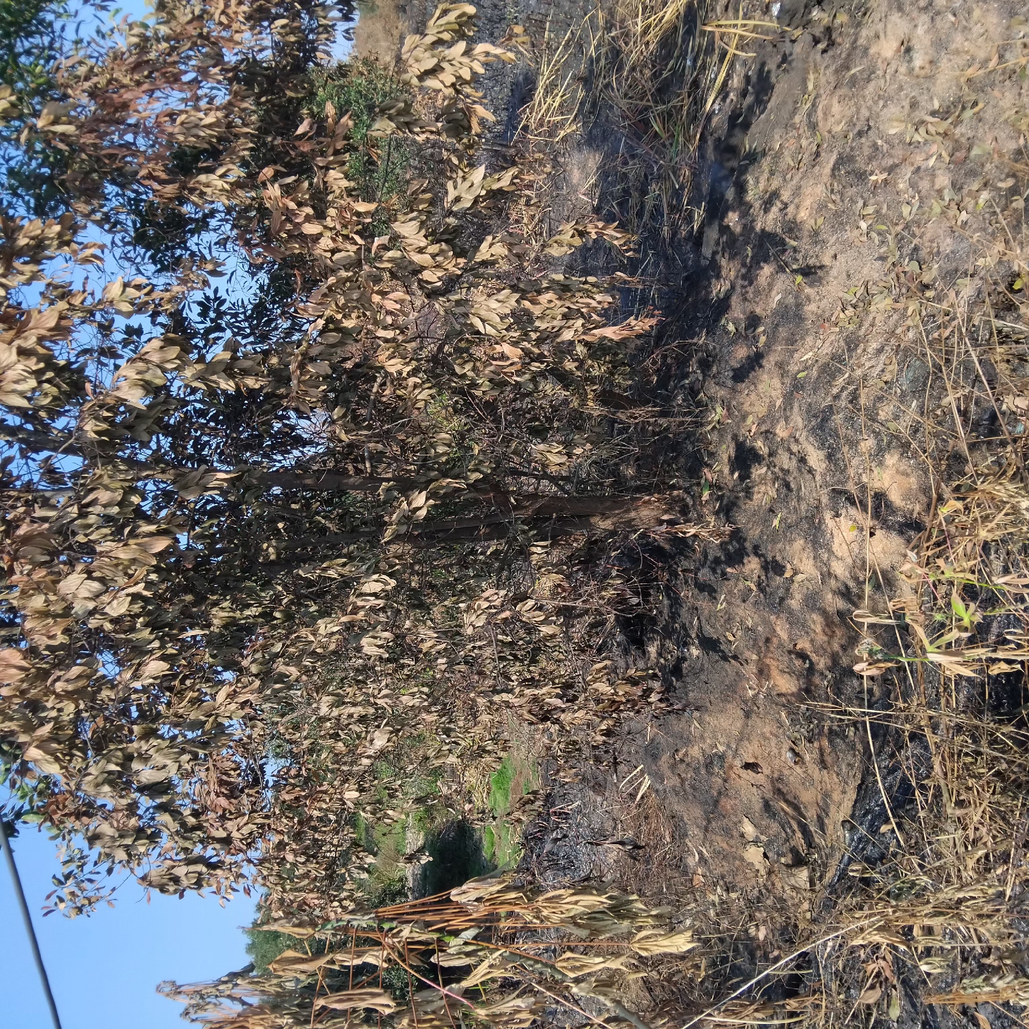 In Banjarbaru, Indonesia, the aftermath of a fire is visible. A tree with dry, brown leaves stands in the center of the frame. The ground around the tree is scorched black, indicating recent fire damage. Dry grass and scattered leaves litter the ground. To the left, other dry, withered plants are visible, some appearing to be part of a damaged structure or trellis. The sky is a clear blue. The scene suggests a natural area that has experienced a fire, with the vegetation showing signs of damage.