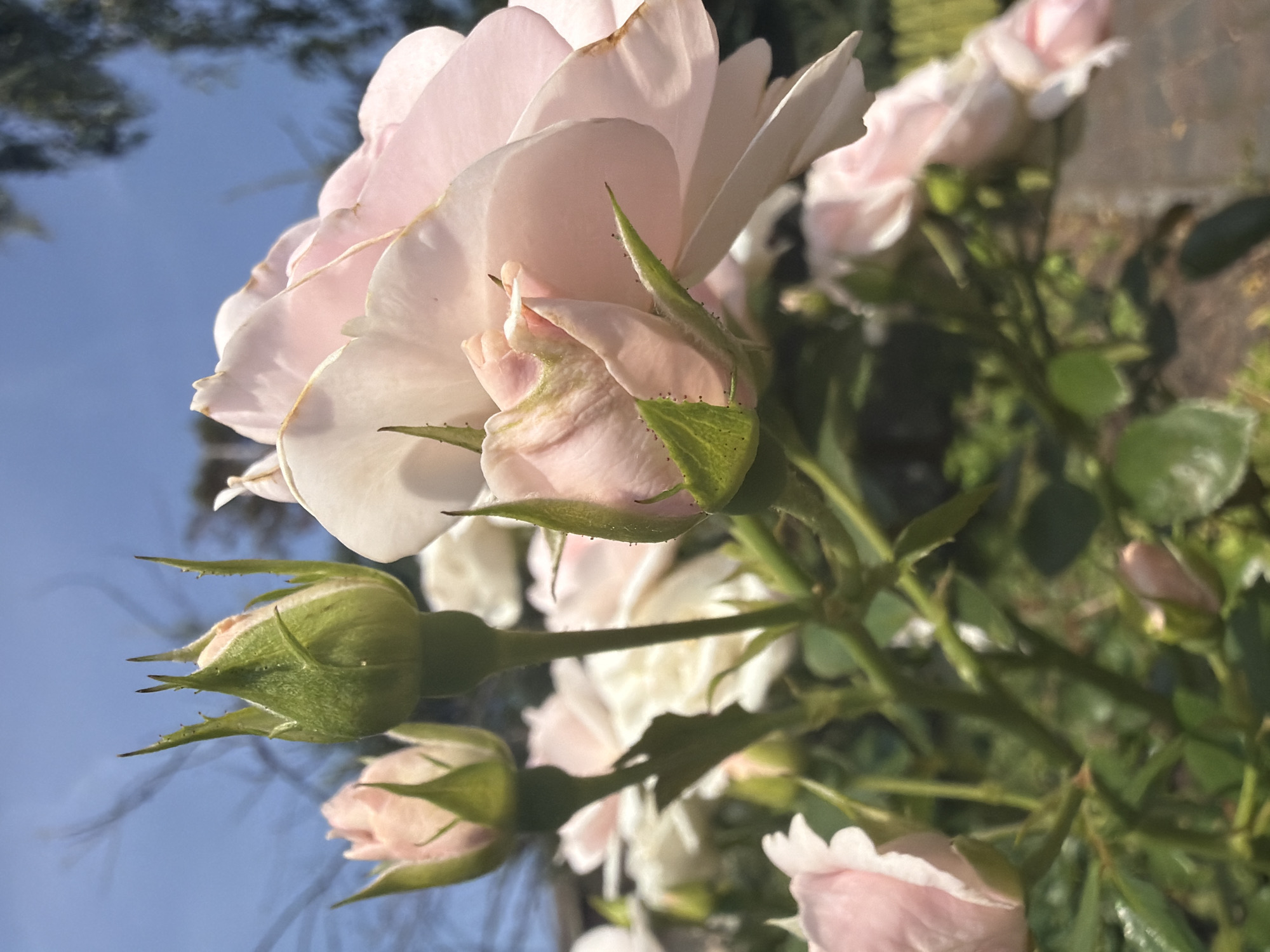 The image displays a close-up view of several light pink rose buds and one partially open rose against a bright blue sky and blurred green foliage. The roses are the primary subjects, with their delicate petals and green sepals clearly visible. The lighting suggests it is daytime, possibly late morning or early afternoon, given the brightness of the sky and the shadows cast by the foliage. The background is out of focus, creating a bokeh effect that emphasizes the flowers. There are no people or animals present in the image. The scene is naturalistic, likely depicting a garden or a park setting. The provided information about Ladushkin, Russia, is context for the image, but there are no specific visual elements within the photograph that directly indicate this location.