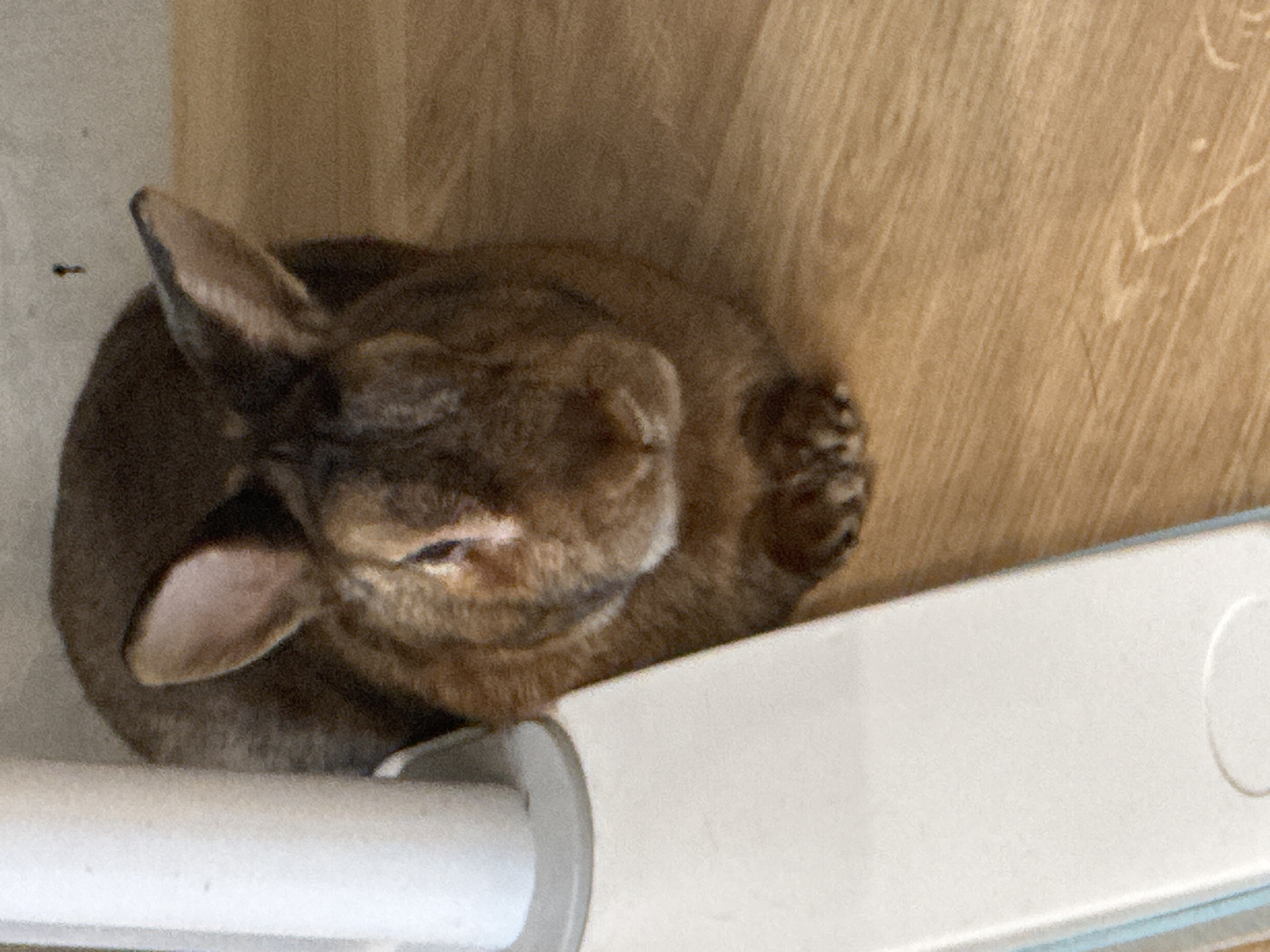 A medium shot shows a brown rabbit lying down on a light brown wooden floor. The rabbit is facing the camera, with its ears pointed up and slightly to the side. Its front paws are tucked underneath its chest. A portion of a white and light blue object is visible in the lower left quadrant of the image. The background appears to be a wall and some other indistinct objects. There is no visible indication of the city of Solikamsk, Russia, or any forensic details beyond what is described.