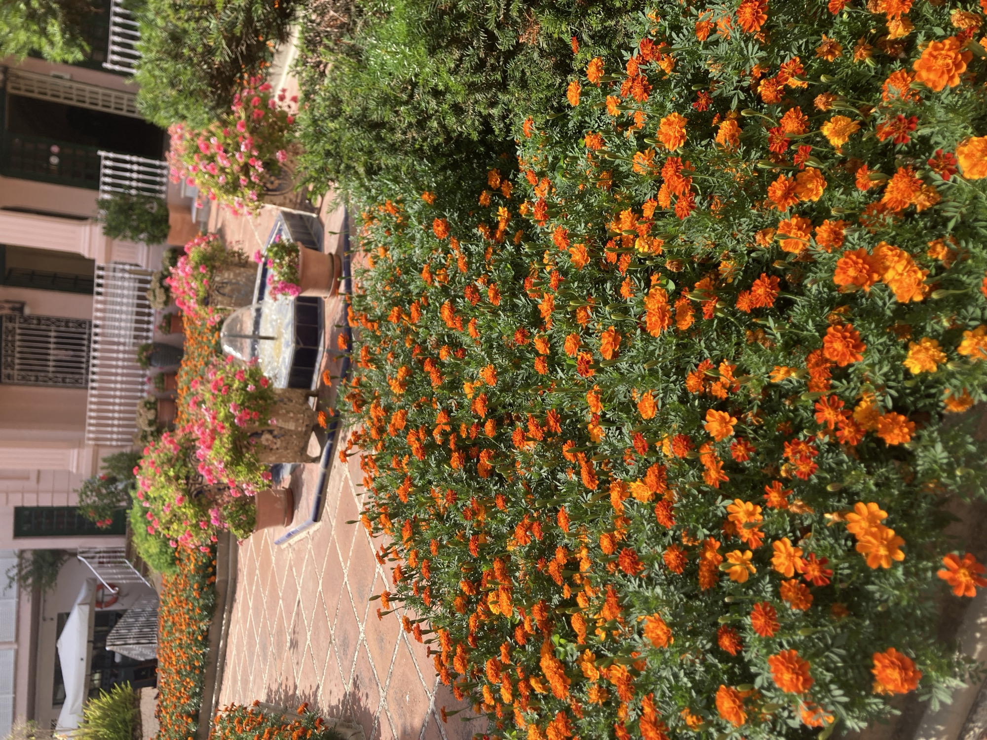 The image depicts a vibrant courtyard garden filled with blooming marigolds. The scene is dominated by a profusion of bright orange marigolds, creating a dense carpet of color along a tiled pathway. To the left of the flowerbeds, a building with pale pink walls and white balconies is visible, suggesting an architectural setting. A small fountain with tiered basins is nestled amongst the plants, adding a touch of tranquility to the scene.
The garden appears well-maintained, with lush green foliage complementing the vivid orange flowers. The presence of potted plants, including some with pink blossoms, indicates a deliberate arrangement for aesthetic appeal. The tiling of the pathway, laid in a diamond pattern, suggests a traditional or Mediterranean style.
The lighting indicates it is daytime, with sunlight casting shadows and highlighting the texture of the flowers and tiles. The overall impression is one of a peaceful and beautiful outdoor space, likely a garden in a residential or hospitality setting. There is no visible text in the image. The scene evokes a feeling of warmth and natural beauty.