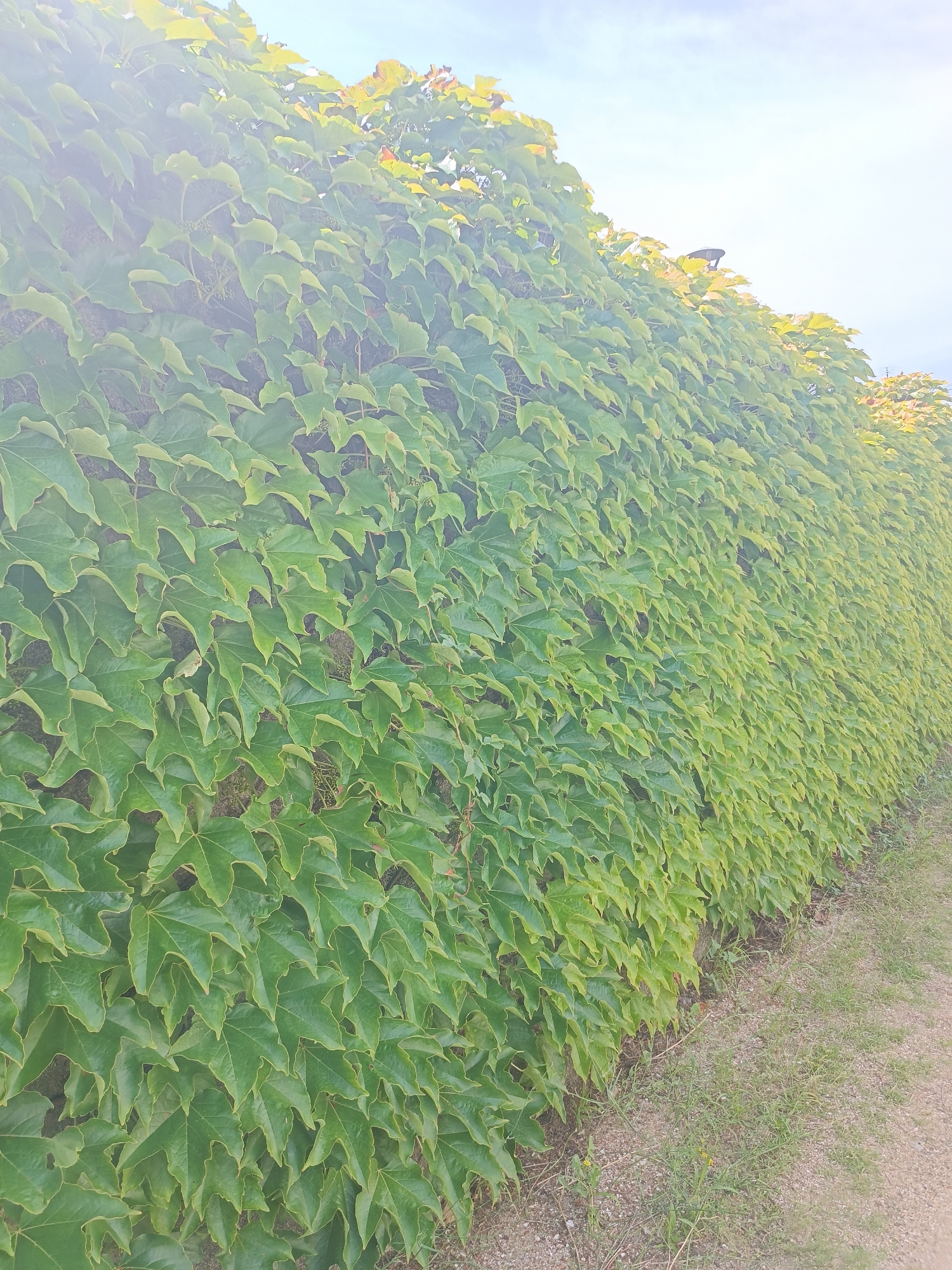 A thick, green ivy-covered wall runs along the right side of a gravel path in an outdoor environment. The ivy is dense and covers the entire wall, with some leaves appearing lighter green and yellow, suggesting they are catching the sunlight or are at the top of the growth. The sky above is a bright, hazy blue with some soft clouds. On the top edge of the ivy wall, a dark silhouette of what appears to be a bird is perched. The path is a mixture of gravel and sparse green grass with a few small yellow wildflowers. The overall lighting suggests it is daytime, possibly late afternoon due to the angle of the sun casting a bright glow on the upper portion of the ivy.