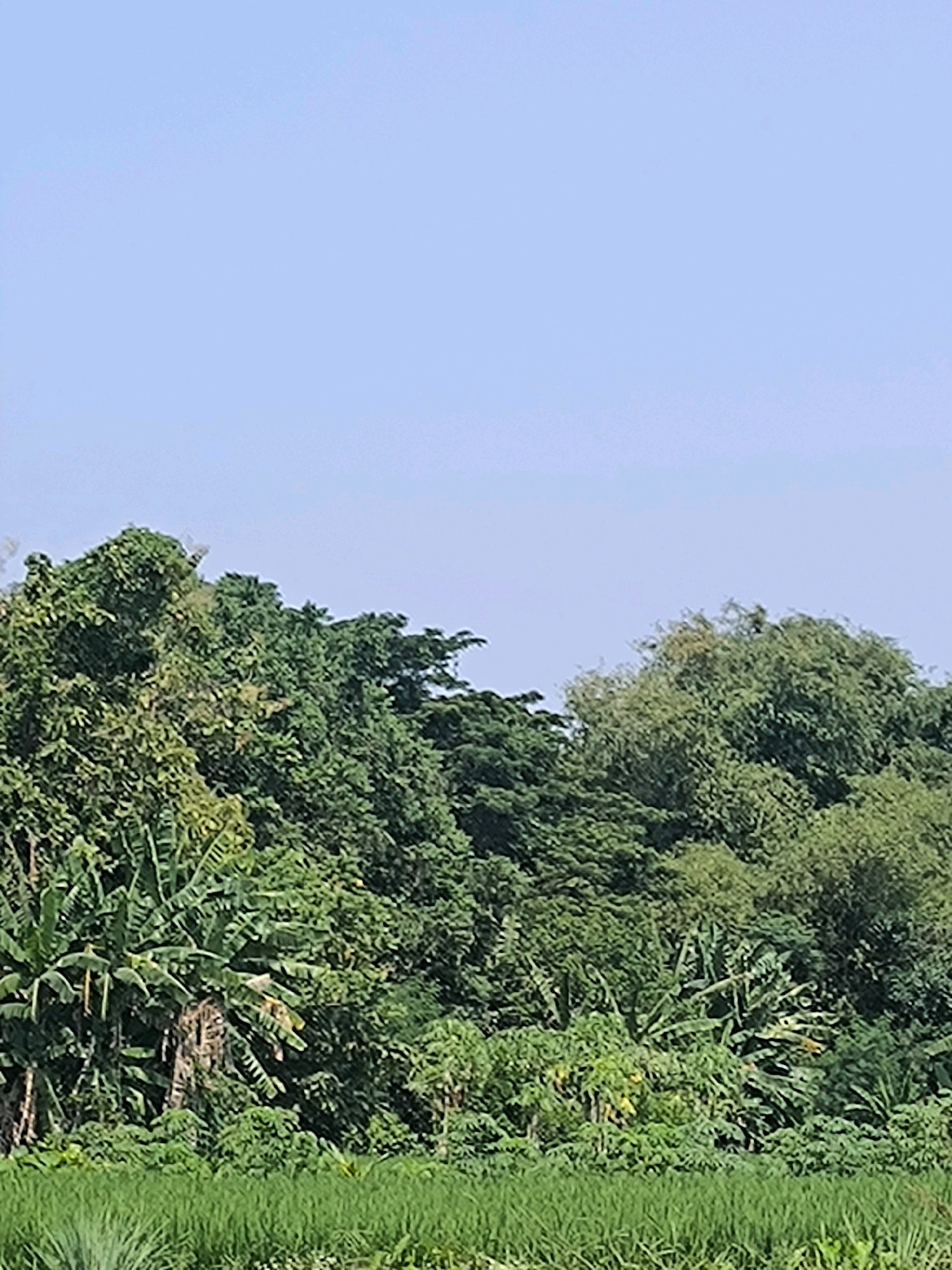 The image depicts a dense, lush green forest bordering a vibrant green field, likely a rice paddy, under a clear, pale blue sky. The foreground is dominated by the field, its crops appearing uniformly green and dense. Behind the field, a wall of tropical foliage rises, characterized by a variety of trees and plants. Prominent among these are banana trees with their broad, elongated leaves. The trees vary in height and density, creating a textured canopy. The sky above is a serene expanse of light blue, devoid of clouds, suggesting fair weather. The scene is natural and undeveloped, with no visible human presence or man-made structures. The overall impression is one of natural abundance and tranquility.
