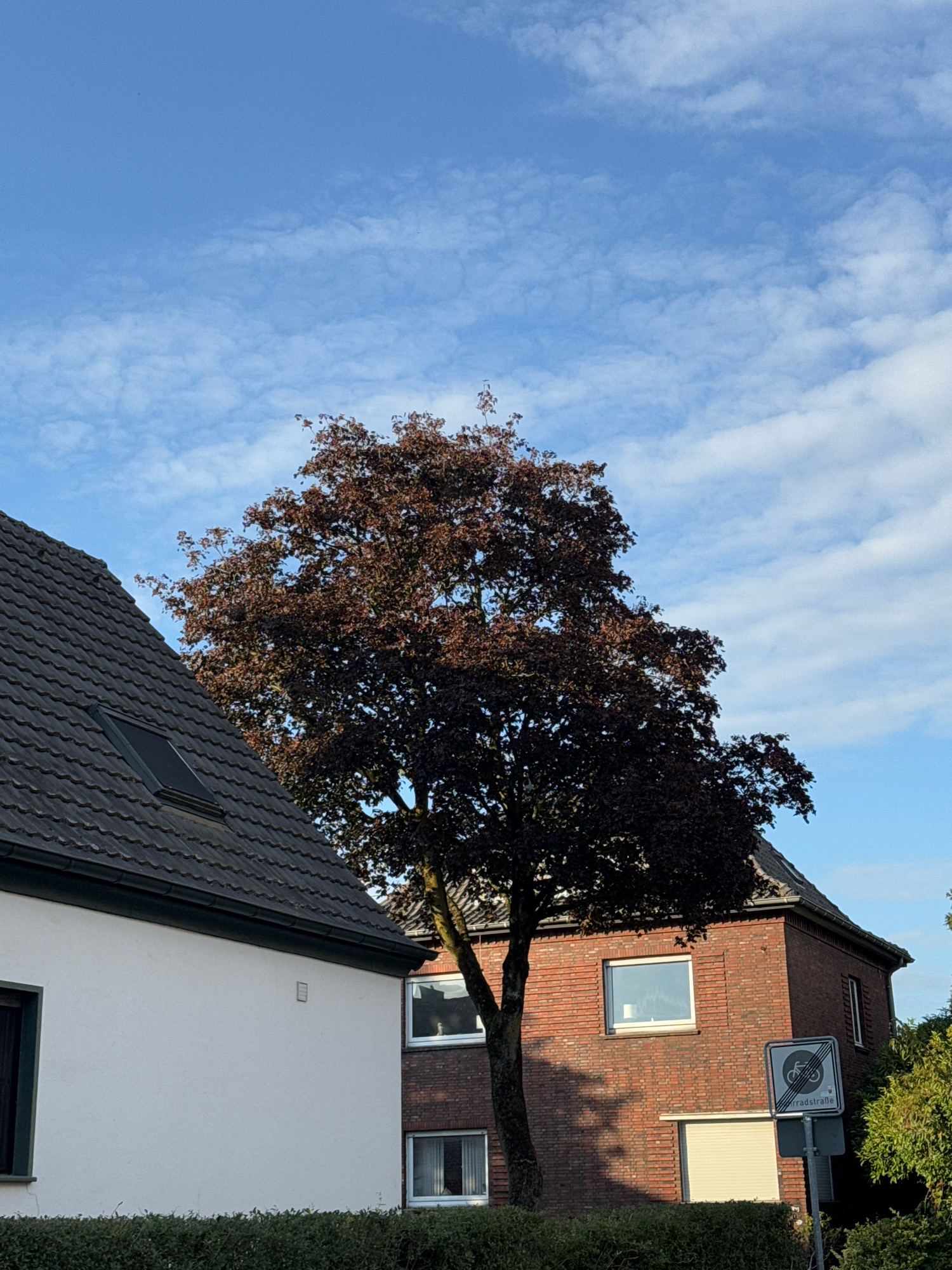 The image depicts a residential scene in Cleves, Germany, under a bright blue sky with scattered white clouds. In the foreground, a large tree with dark red leaves dominates the center of the frame, its branches extending towards the sky. To the left, the grey tiled roof and white facade of a house are visible, with a dormer window. To the right, a red brick house stands, featuring multiple windows and a white rolled-down shutter. A traffic sign indicating a "Fahrradstraße" (bicycle street) is positioned on a pole in front of the brick house. A dense green hedge runs along the bottom of the image, separating the properties. The lighting suggests it is daytime, possibly late afternoon, with the sun casting shadows.