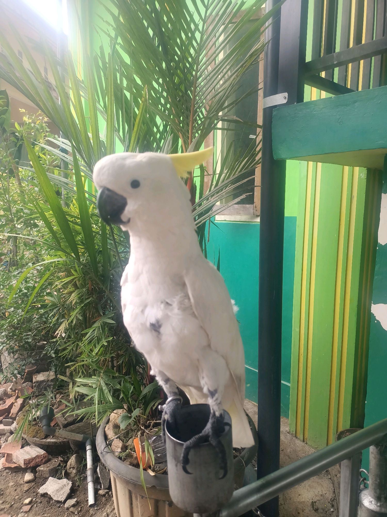 A white cockatoo with a yellow crest stands perched on a metal pipe. The bird is facing left, with its beak slightly open. The background is a blur of green foliage and a vibrantly painted wall with green and yellow vertical stripes. The scene appears to be outdoors, possibly in a yard or garden in Trenggalek, Indonesia, given the tropical vegetation and the architectural style. The lighting suggests it is daytime. There are no people visible in the image.