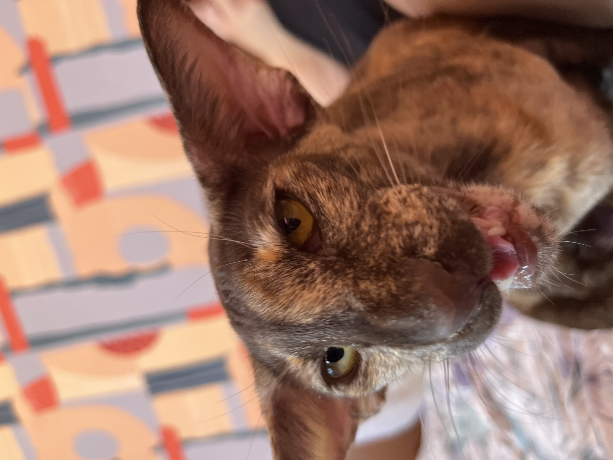 A close-up, angled shot captures the face of a distinctive cat in an indoor setting. The cat, possibly an Oriental Shorthair breed, has large, prominent ears and striking yellow-green eyes that are looking directly at the viewer. Its fur features a short, fine texture with a complex pattern of brown, grey, and lighter cream or orange patches, indicative of a tortoiseshell tabby.
The cat's mouth is slightly open, revealing its pink tongue partially extended, suggesting it might be in the midst of licking or has just finished, with some moisture visible around its lips. Its long, delicate whiskers are clearly visible, fanning out from its muzzle.
The background is softly blurred but shows a colorful, abstract pattern with geometric shapes in shades of orange, grey, red, and light blue or purple. This could be a blanket, a rug, or patterned upholstery. Hints of what appear to be human skin and clothing are visible in the upper and lower background, suggesting the cat is being held or is resting on a person.
The lighting appears to be soft and even, highlighting the cat's features. The image is rotated, giving it a dynamic, candid feel. There is no visible text in the image. The location context provided is Chaikovsky, Russia.