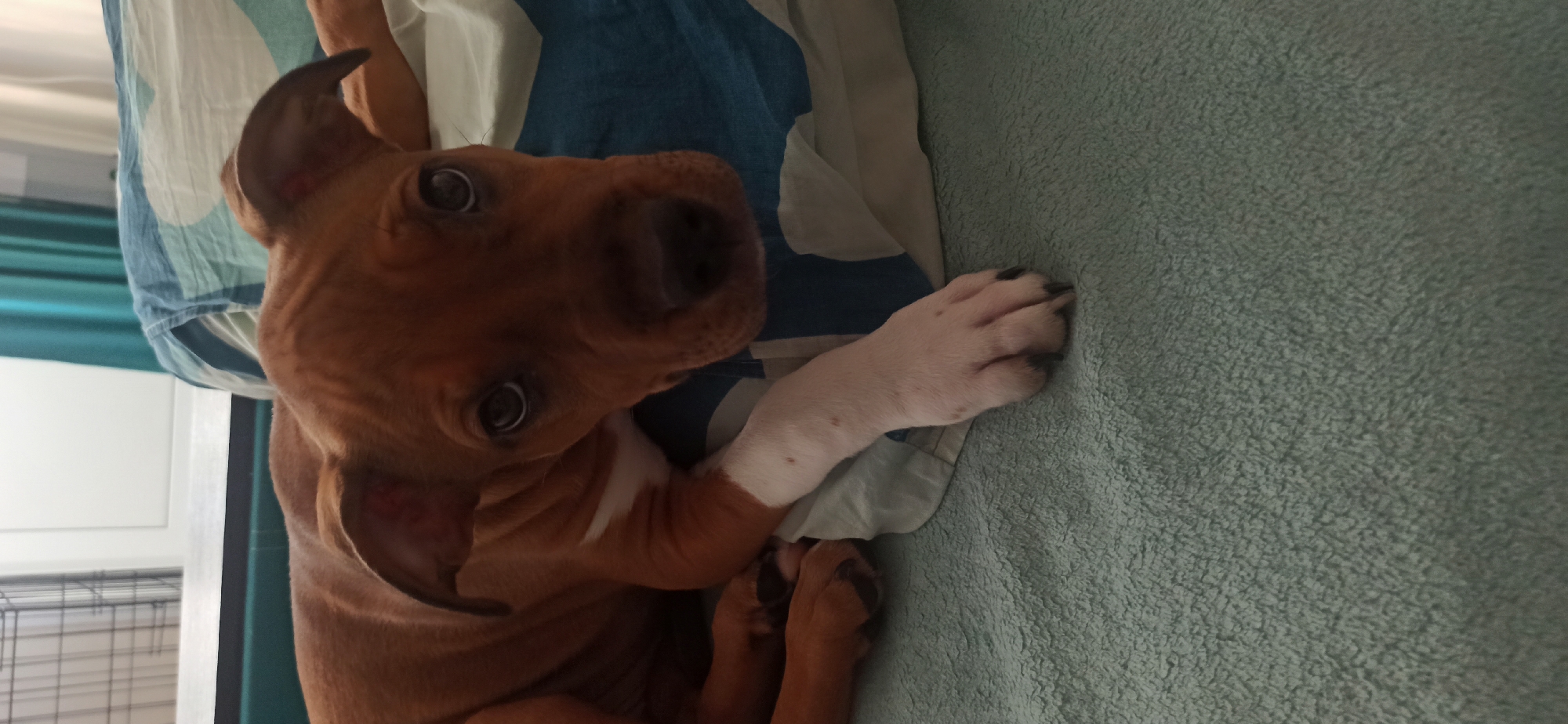 The media file shows a close-up, high-angle shot of a young brown dog lying on a textured, light green blanket. The dog is positioned on its side, with its head tilted upwards and its face towards the camera. Its eyes are dark and round, and its ears are large and floppy. One of its front paws, which is white with black spots on the nails, is resting on the blanket. The dog has a white marking on its chest. Behind the dog, there is a portion of a blue and white striped fabric, possibly a duvet or sheet, and a hint of teal fabric which could be a curtain, visible to the left. The lighting appears to be natural, suggesting it might be daytime. The overall mood of the image is relaxed and intimate, capturing a moment of repose for the animal. There is no visible text in the image.