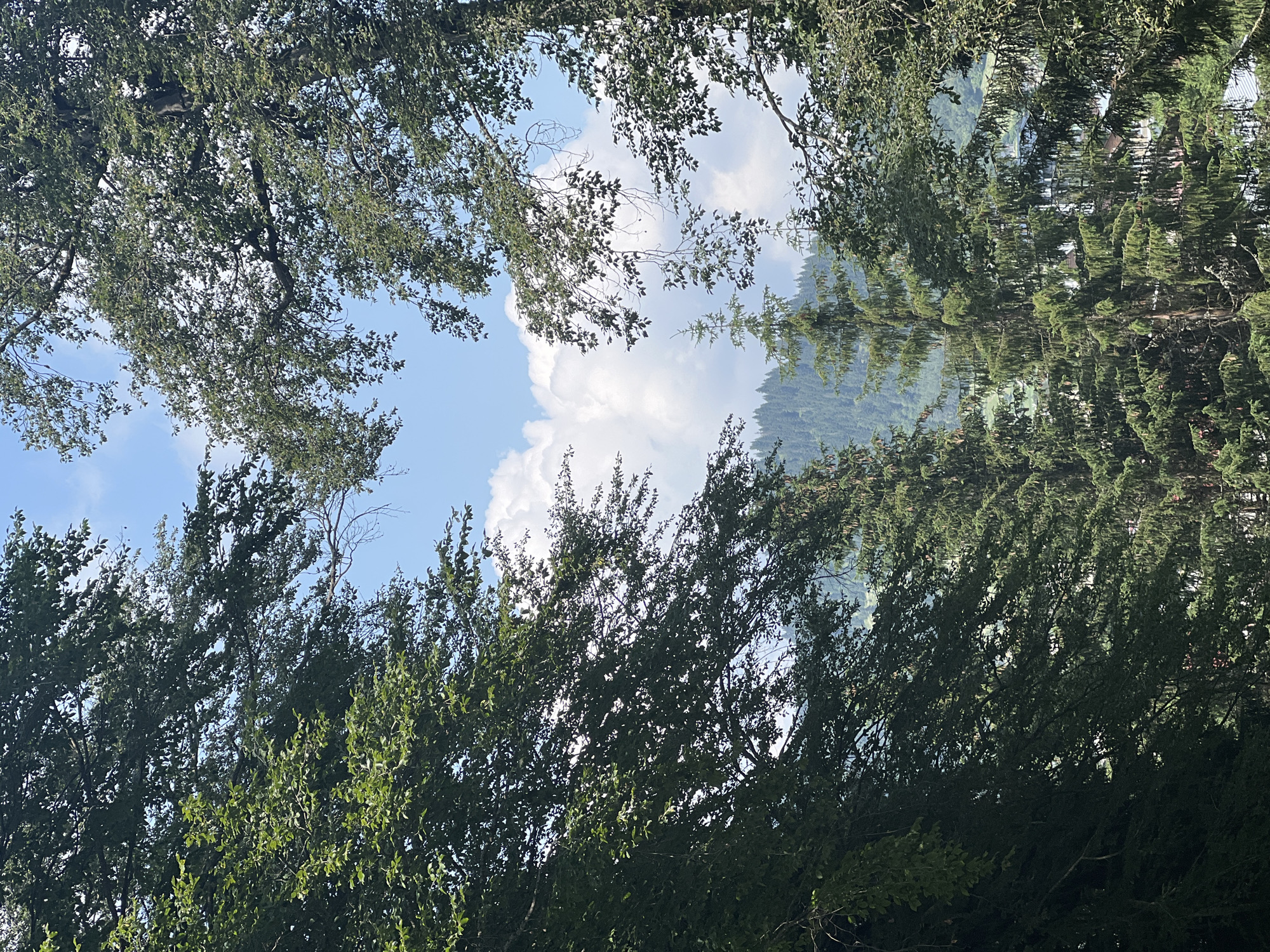 A view through dense green foliage of trees in Bakuriani, Georgia, reveals a bright blue sky with fluffy white clouds. In the distance, a verdant mountainside dotted with evergreen trees forms the backdrop. The foreground is dominated by the dark green leaves and branches of various trees, framing the expansive sky and distant landscape. Sunlight filters through the leaves, creating a dappled effect. No people are visible in the scene.