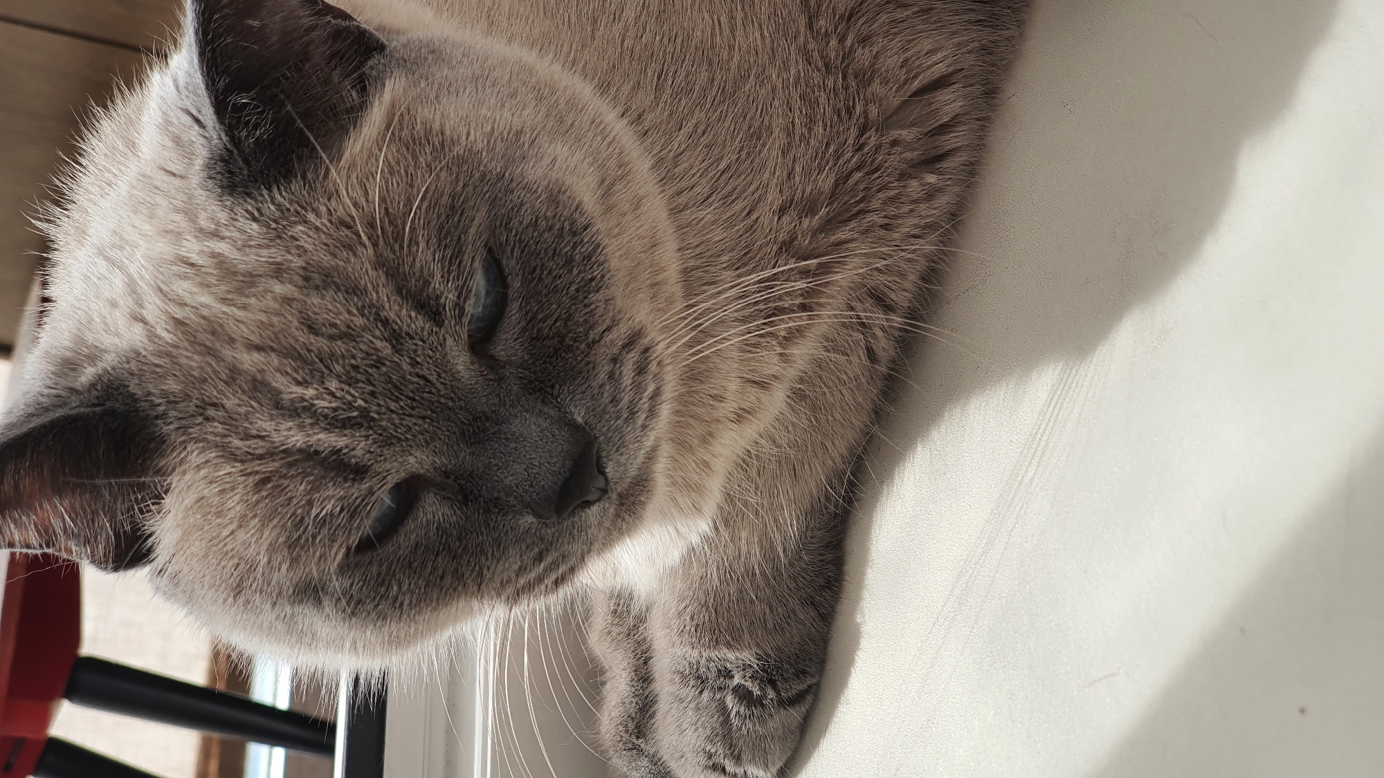 A close-up, eye-level, outdoor shot captures a grey Siamese cat with blue eyes resting on a white surface. The cat is positioned on the right side of the frame, with its head tilted down and slightly to the left. Its paws are tucked underneath its body. Sunlight casts a shadow across the white surface, highlighting the texture of the material and creating a sense of depth. In the blurred background, a red chair is partially visible, along with dark legs of what appears to be furniture. The image does not provide any specific location information within the city of Krasnoyarsk, Russia.