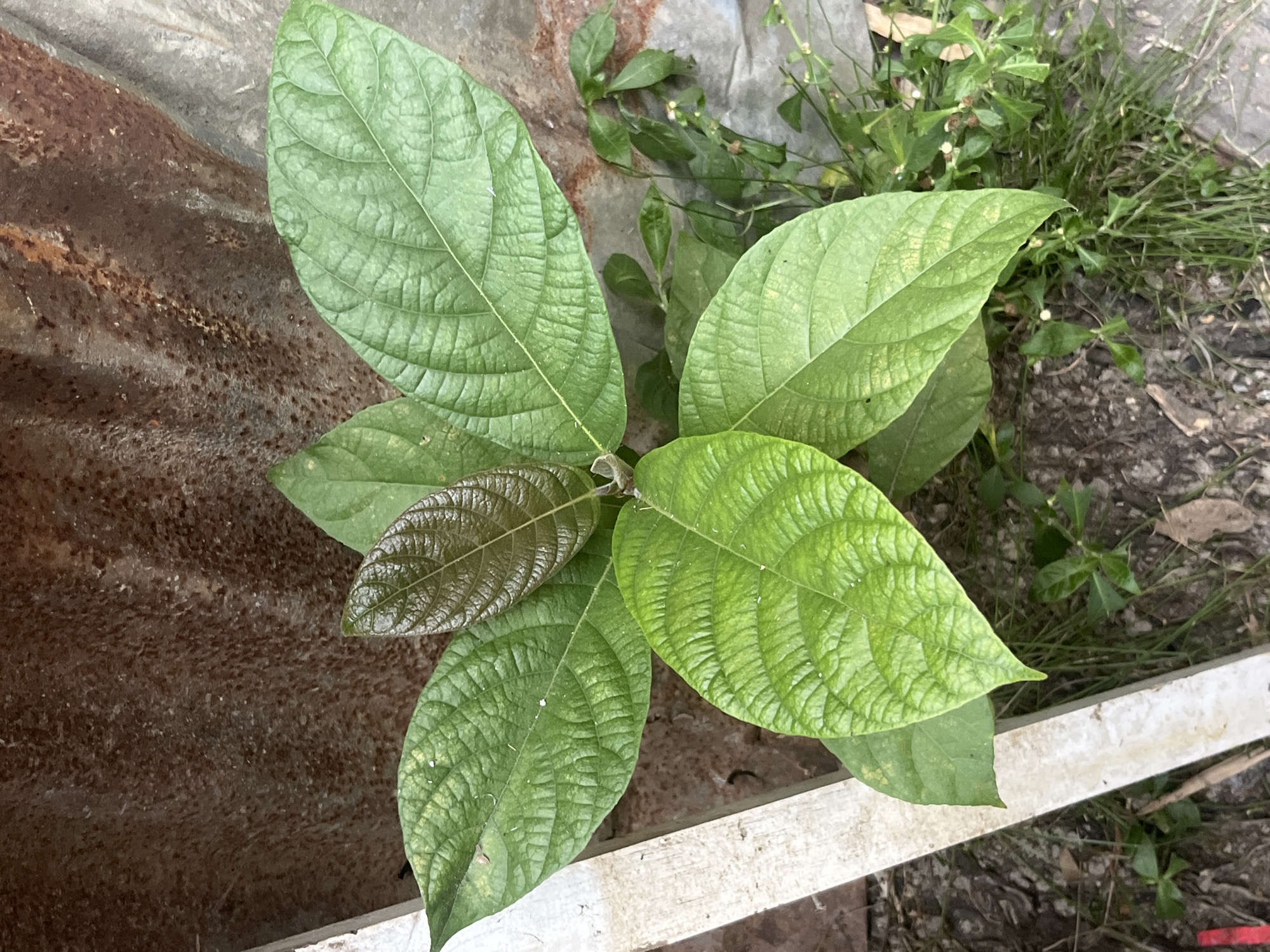 A young plant with large, veined green leaves and a single reddish-brown new leaf grows in Meliau Hulu, Indonesia. The plant is situated in front of a corrugated metal sheet that is rusty brown and weathered, and to its right is a gray, possibly concrete, surface. A white wooden plank runs along the left side of the plant, partially obscuring the ground which consists of soil, dry leaves, and sparse green vegetation. The scene is outdoors, with the lighting suggesting it is daytime.