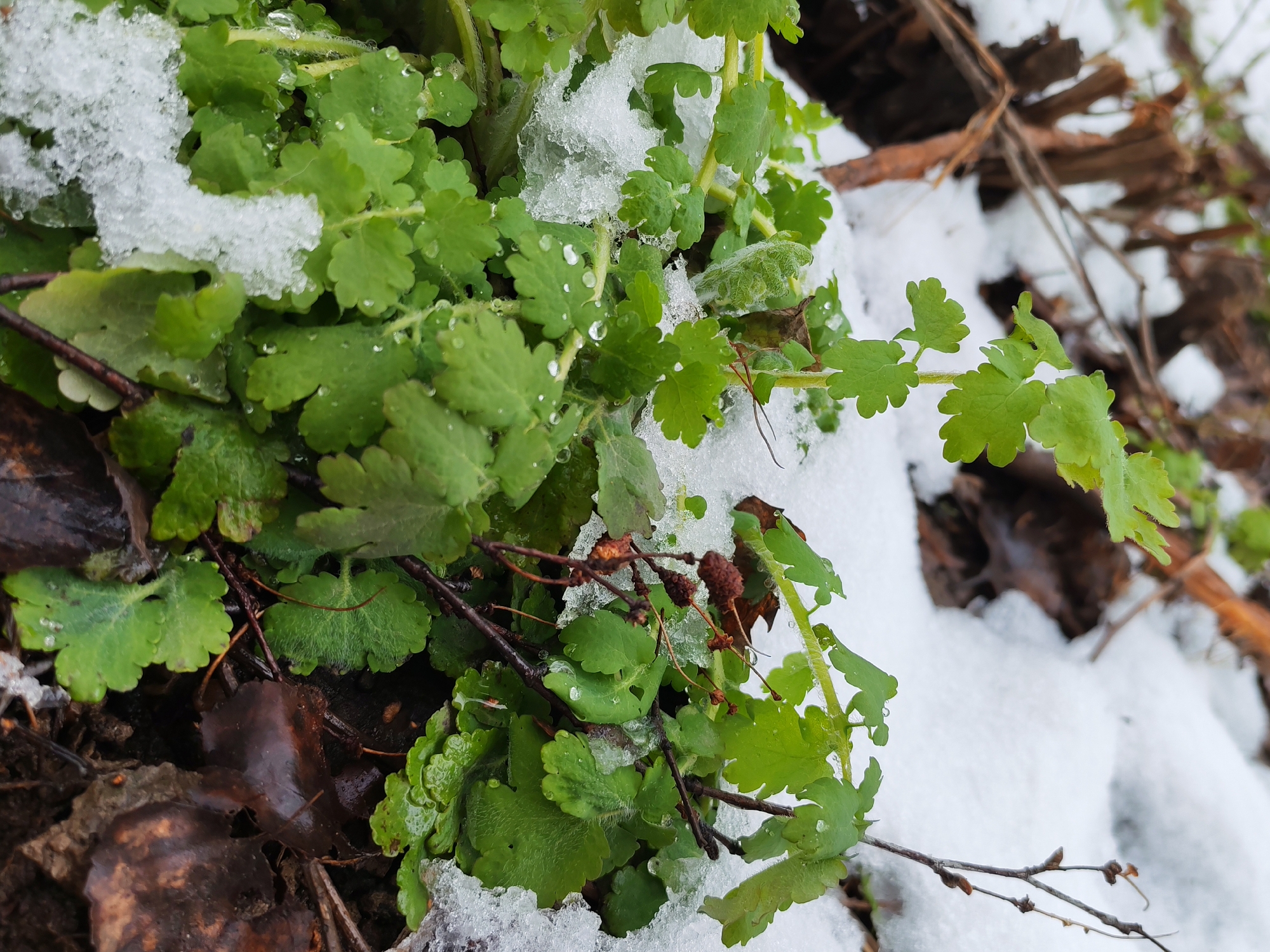 The image shows a patch of green plants covered with melting snow. The plants have small, round leaves with scalloped edges. Water droplets are visible on some of the leaves. There are twigs and fallen leaves among the plants and snow. The location is possibly Izhevsk, Russia, based on the prompt.