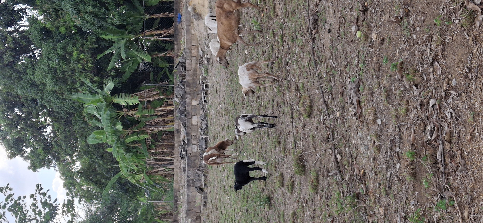 The image depicts a group of goats grazing in a rural area. There are five goats visible, each with distinct colorations of brown, white, and black. The goats are positioned in a field with sparse vegetation, composed of dried leaves and grass. A dilapidated brick wall runs along one side of the field, partially obscured by overgrown foliage including what appears to be banana trees and other dense vegetation. A chain-link fence is visible behind the wall. The background shows indications of a cloudy sky. Vallecito, Venezuela is not discernible from this image.