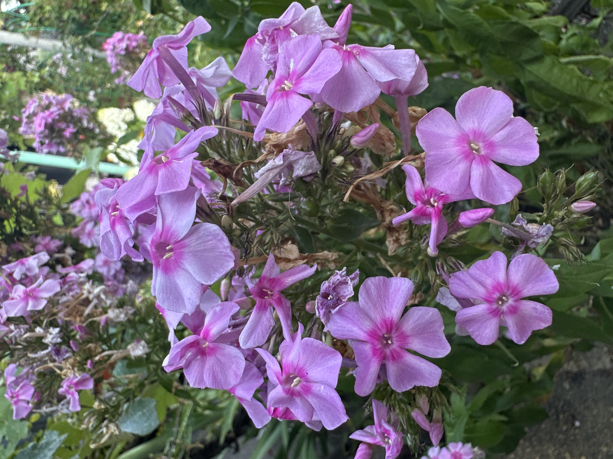 This is a close-up, eye-level, vertical shot of a cluster of pink phlox flowers in bloom. The flowers are predominantly light pink with darker pink centers. Some of the flowers are fully open, displaying five petals, while others are still buds or wilting. The background is a blur of green foliage and what appears to be a fence or trellis, suggesting an outdoor garden setting. The lighting is natural and diffused, likely from an overcast sky or shade. There are no people or animals present in the image. The scene is calm and natural, with a focus on the floral subjects. The location in Yessentuki, Russia, is an assumption based on the prompt, as there are no specific visual cues to confirm this location within the image itself.