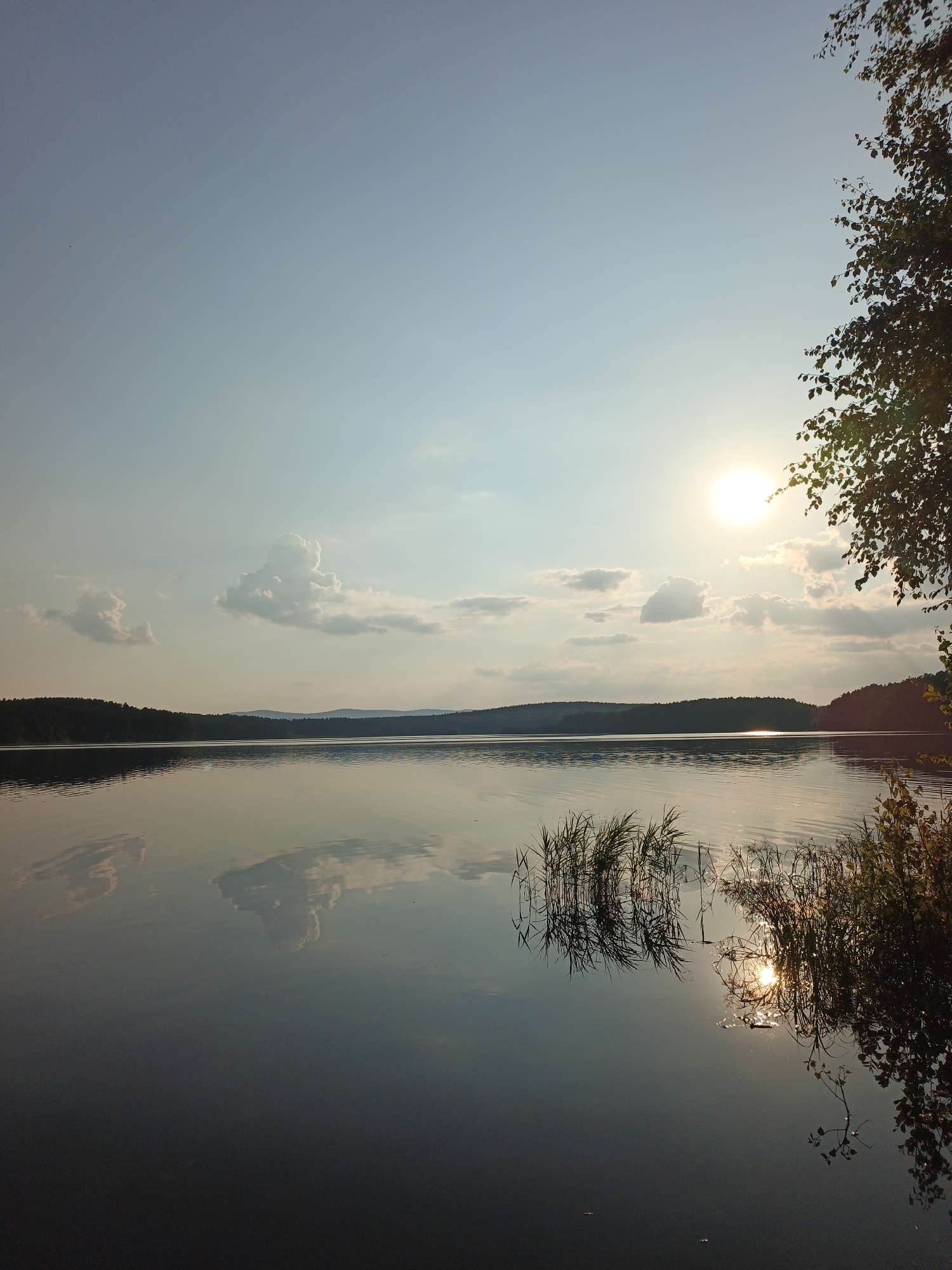The image depicts a serene lake scene at sunset in Nepryakhinskoye Sel'skoye Poseleniye, Russia. The sky is a soft gradient of pale blue to light grey, with a few scattered, fluffy white clouds. The sun, a bright disc, is positioned in the upper right quadrant of the image, casting a warm glow and reflecting on the water. The surface of the lake is calm and glassy, mirroring the sky, clouds, and the distant treeline. The treeline consists of a dark, undulating forest that forms the horizon. In the foreground, on the right side of the frame, is a cluster of tall reeds and a leafy branch from a tree, silhouetted against the bright sky and the sun's reflection. The water's surface is disturbed by gentle ripples, particularly around the reeds, where the sun's reflection is broken into shimmering patterns. The overall atmosphere is peaceful and tranquil, characteristic of a late summer evening by a lake. No people or specific structures are visible in the image, emphasizing the natural landscape.
