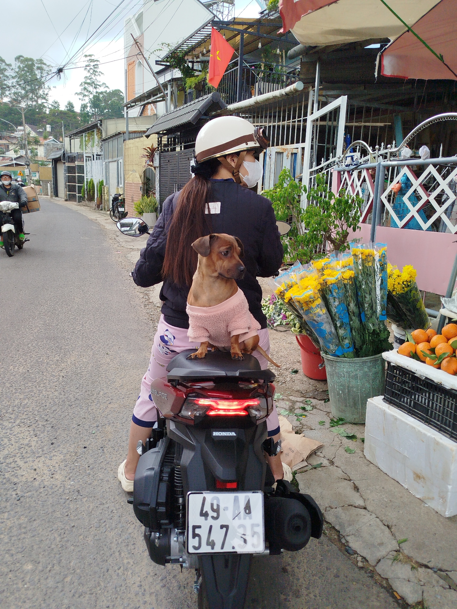 The image portrays an everyday street scene in Da Lat, Vietnam, featuring a person riding a scooter with a dog as a passenger. The main subject, viewed from behind, wears a white helmet, a dark long-sleeved top, and light pink pajama-style pants adorned with a panda pattern. Their long, dark brown hair flows down their back. Perched attentively on the rear seat of the dark-colored Honda scooter is a small, brown dog, sporting a cozy pink knitted sweater.
The scooter's license plate, "49-F1 547.35," is clearly visible. The street itself is a narrow, paved road, showing signs of wear. On the right side, a makeshift street vendor's setup displays buckets filled with bright yellow flowers, possibly chrysanthemums, individually wrapped in blue plastic, and a crate overflowing with fresh oranges. Cardboard and scattered leaves lie on the ground beside the stall.
The surrounding environment consists of closely packed buildings with a mix of residential and commercial appearances, featuring balconies and potted plants. A prominent network of power lines spans overhead. In the background, another individual on a scooter, wearing a helmet and face mask, carries a large cardboard box while driving towards the viewer. The sky is overcast, suggesting a cloudy but bright daytime. A red Vietnamese flag is visible flying from a building on the left side of the street. The scene captures a slice of daily life in an urban Vietnamese setting.