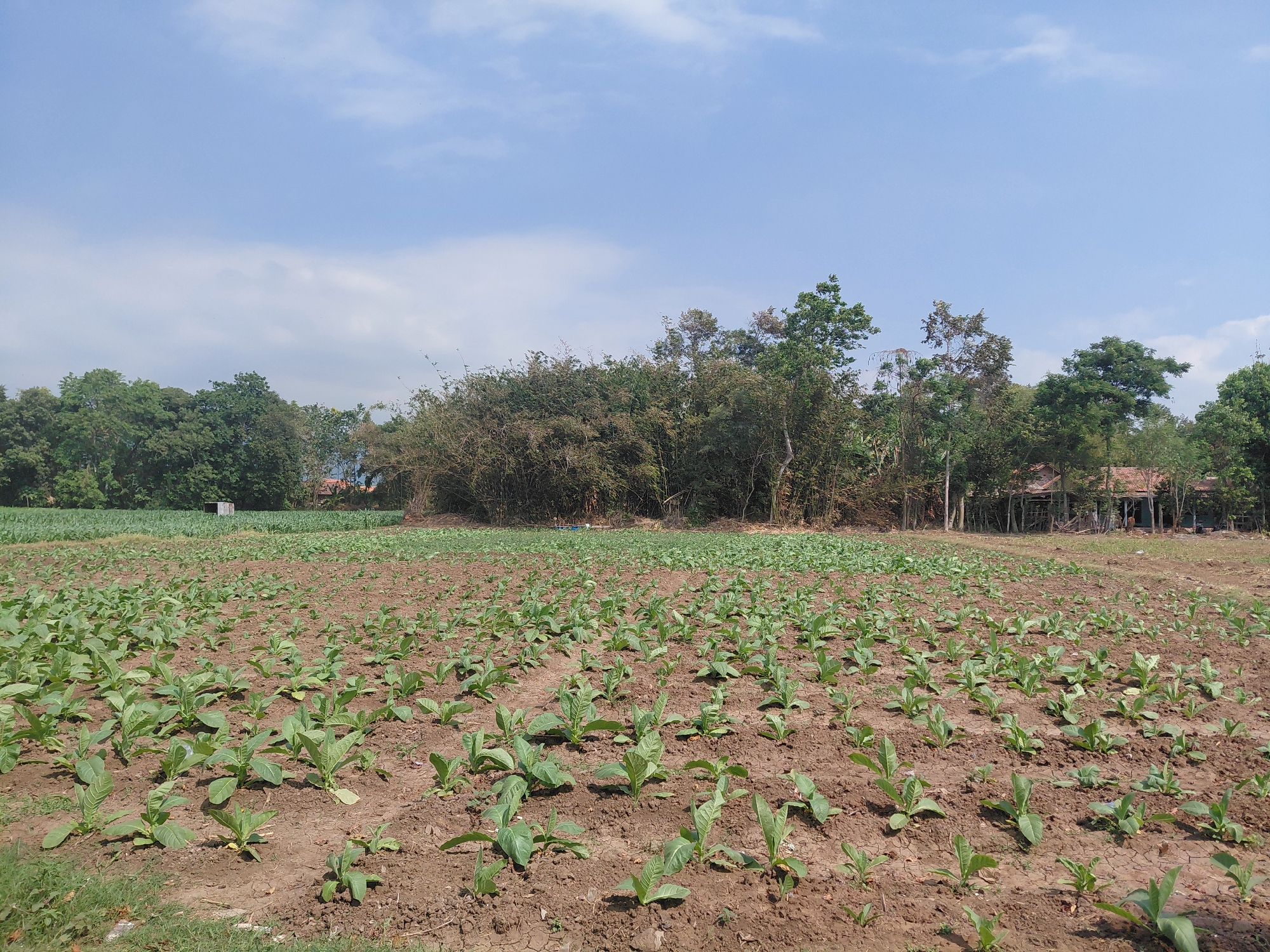 The image depicts a vast agricultural field filled with rows of young tobacco plants in the foreground, set against a backdrop of trees and a few buildings. The field is under a bright, clear sky with scattered clouds. To the left of the frame, a small wooden structure is visible. In the background, a dense cluster of trees and bamboo creates a natural barrier, beyond which a traditional house with a tiled roof can be seen. The overall scene suggests a rural agricultural setting in Alas Tengah, Indonesia, likely during a sunny day.