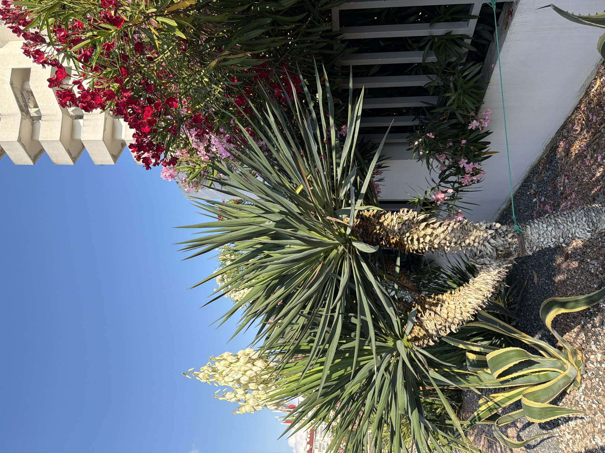 This media file displays an outdoor scene with lush vegetation and a white architectural structure. The foreground is dominated by a large yucca plant with long, spiky green leaves and a tall, dried flower stalk. To the right, an agave plant with variegated green and yellow leaves is visible. In the background, a white trellis is adorned with vibrant pink and red oleander flowers. The scene is set against a clear blue sky, suggesting a sunny day. The ground is covered with gravel and some fallen flower petals. The architectural element appears to be part of a building with decorative white moldings. There is no visible text in the image. The overall impression is one of a well-maintained garden or outdoor space bathed in bright sunlight, likely during the daytime. The location context provided is Sirius, Russia.