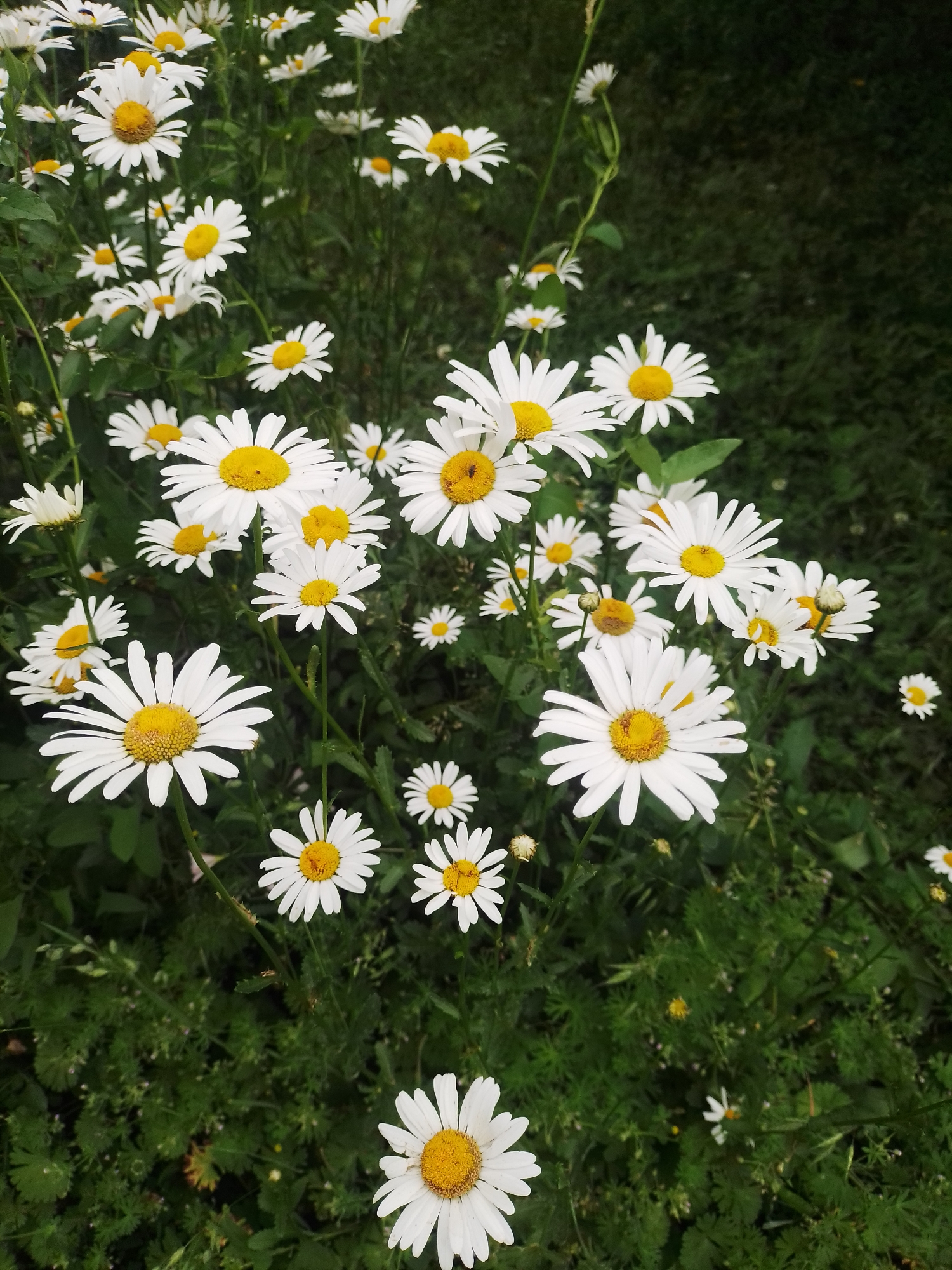 The image depicts a close-up view of a cluster of white daisies with yellow centers, growing in a natural outdoor setting. The daisies are in various stages of bloom, with some fully open and others still developing. The background is a soft blur of green foliage, suggesting a garden or meadow. The lighting is diffused, indicating it may be overcast or early morning/late evening. There are no people or man-made structures visible in the image. The location in Ustyvytsia, Ukraine is not visually represented within the image itself.