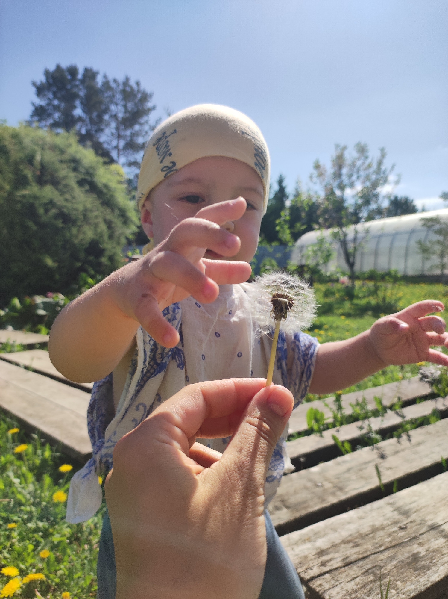 A child wearing a white headscarf with blue text and a blue and white patterned shirt is positioned in front of a first-person perspective holding a dandelion. The child is reaching with their left hand towards the dandelion. The scene is outside on a sunny day, evidenced by the clear blue sky and bright lighting. In the background, there's greenery, including trees and what appears to be a greenhouse. The surface the child is standing on appears to be a wooden deck or walkway. There are yellow wildflowers visible on the ground, partially obscured by the walkway. The city location of Фоки, Russia, is not directly discernible from the image content.