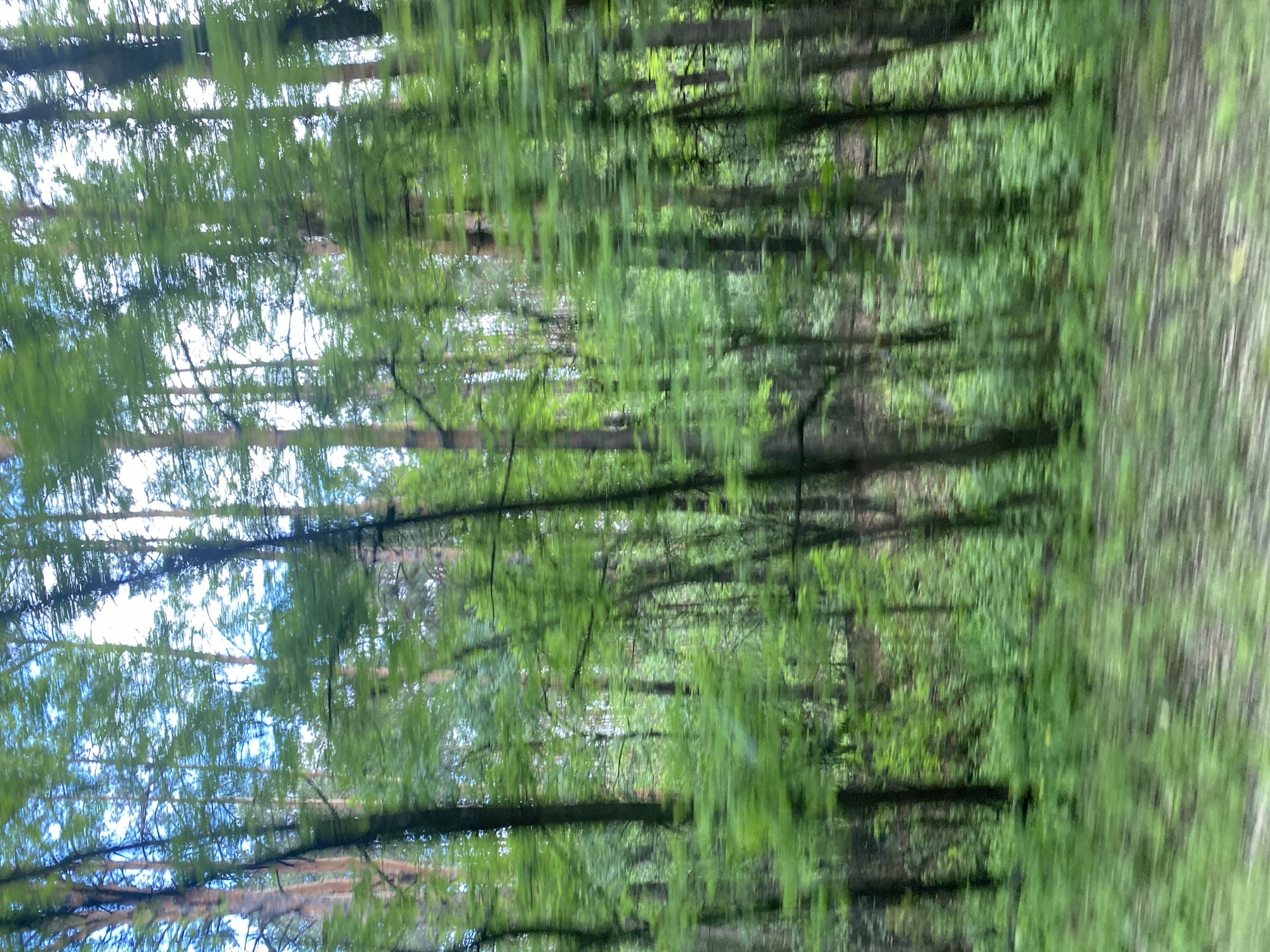 A motion-blurred image captures a dense forest with tall, slender trees, primarily pines, with green foliage and a clear sky visible through the canopy. The ground is covered in lush green undergrowth. The blurred effect suggests movement, likely from a vehicle passing by. The scene depicts a natural woodland environment, which could be located in or around Kalynivka, Ukraine. There are no people or specific man-made objects visible.