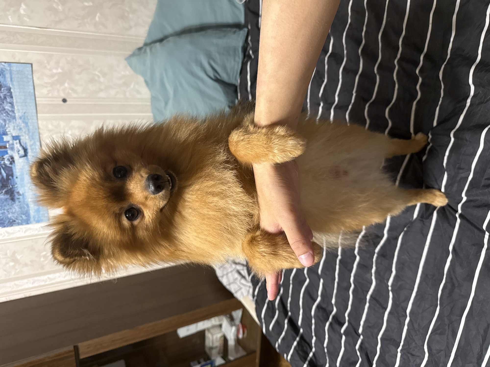 A pomeranian dog is standing on its hind legs, with its front paws resting on a human arm. The dog is light brown and fluffy. The arm is human, and appears to be held horizontally. The background includes a bed with black and white striped bedding, and pillows that are a teal color. There is also a wall with wallpaper and a picture on it. A wooden cabinet is visible on the left side of the image. The image appears to have been taken indoors. There is no specific information to place the image in Khimki, Russia.