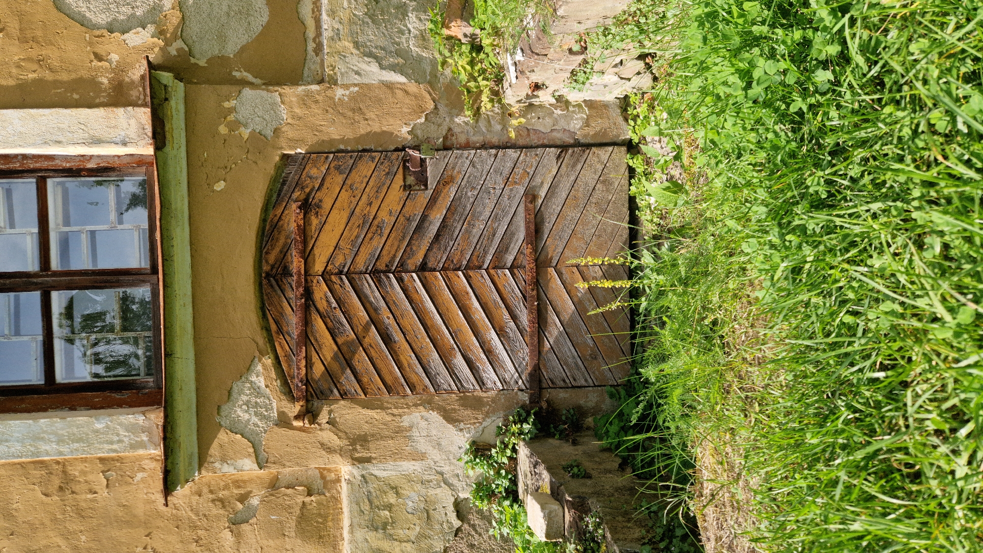 This is a full-frame, eye-level, vertical, outdoor, daytime photograph of an old wooden double door set into a weathered building facade. The door is painted a faded yellow with diagonal wooden planks. It has two rusty horizontal metal bars securing it, and a small rusty padlock hangs from a hasp. Above the door is a small green-painted overhang. The building's wall is rough plaster, mostly light brown and beige, with areas of peeling paint and visible concrete beneath. A window with a dark wooden frame and multiple panes is visible above the door. The window reflects trees and sky. To the left of the door, there are worn concrete steps with some green plants growing around them, and a single light-colored stone. To the right of the door, more concrete structures and green plants are visible. The foreground is filled with dense, bright green grass, with some clover mixed in. In the distance, a few yellow wildflowers are visible near the bottom of the door. The overall impression is one of neglect and age. The location is identified as Kazdanga, Latvia.