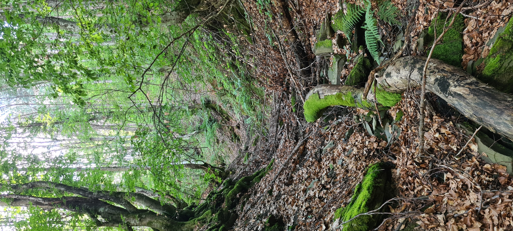 The image depicts a natural scene within a forest, possibly in the vicinity of Lopian, Bulgaria. The environment is characterized by a dense growth of trees with green foliage, suggesting a temperate forest ecosystem. The ground is covered with fallen leaves, moss, and rocks, indicating a natural, undisturbed setting. Several fallen logs are scattered across the forest floor, with one prominent log in the foreground covered in vibrant green moss. Ferns are also visible, adding to the lushness of the undergrowth. The terrain appears to be sloped, forming a small ravine or gully. The overall impression is one of a tranquil and wild forest landscape. There are no people or animals visible in the image.