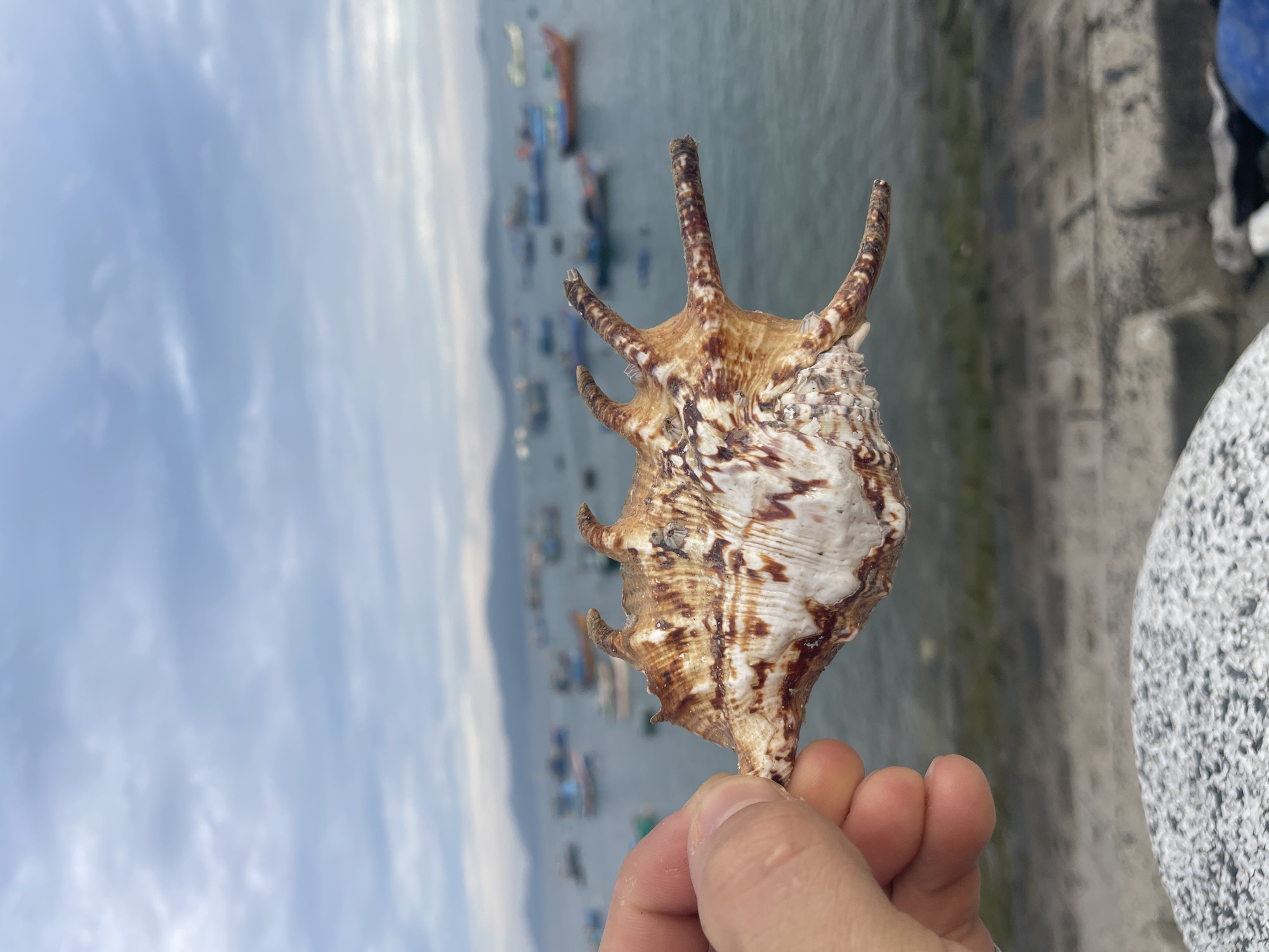 A person's hand, positioned in the foreground, holds a striking seashell. The shell is a large, spiky conch with intricate patterns of brown and white, featuring several prominent, finger-like projections.
In the background, under a partly cloudy sky, a body of calm water stretches out, likely the sea. Numerous small boats, some with visible red and blue accents, are scattered across the water, suggesting a fishing or coastal community. A hazy distant coastline or landmass is visible on the horizon. To the right, a textured concrete wall or structure, possibly a pier or sea wall, runs alongside the water, showing some patches of green moss or algae. Another grey, speckled object is partially visible on the far right.
The scene captures a peaceful daytime moment, likely in Bac Nha Trang Ward, Vietnam, showcasing a natural find against a backdrop of local maritime activity. There is no visible text in the image.