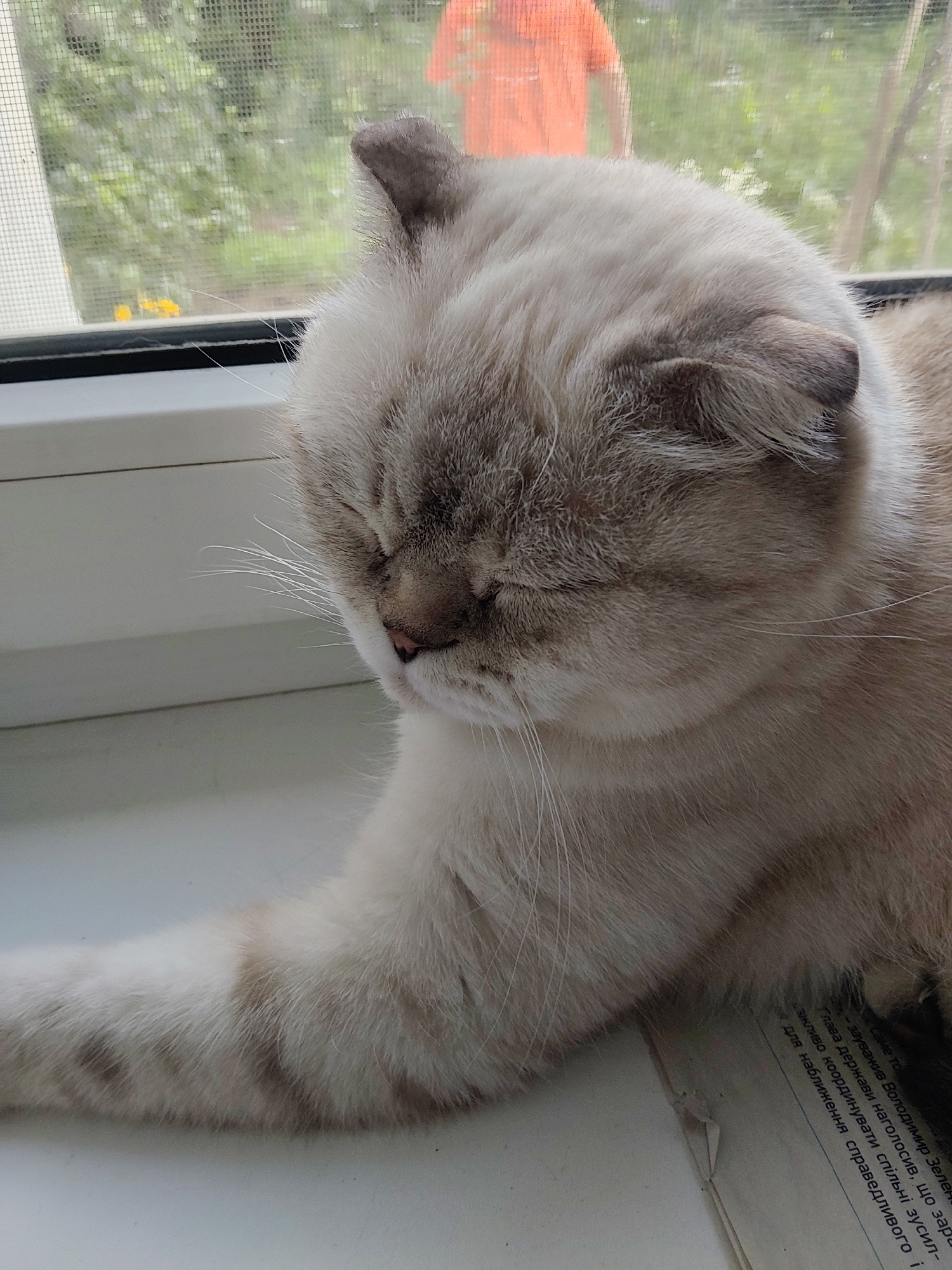 A close-up, medium shot captures a cream-colored cat with folded ears lying on a white windowsill. The cat is positioned on the right side of the frame, its face turned downwards and eyes closed, suggesting it is asleep or resting. Its left paw is extended forward, resting on a piece of paper with text. The background is out of focus, showing a window with a screen, through which greenery and a blurred orange figure of a person can be seen, indicating an outdoor environment. The image appears to have been taken indoors, looking out. There are no discernible elements that specifically place this scene within the city of Kharkiv, Ukraine.