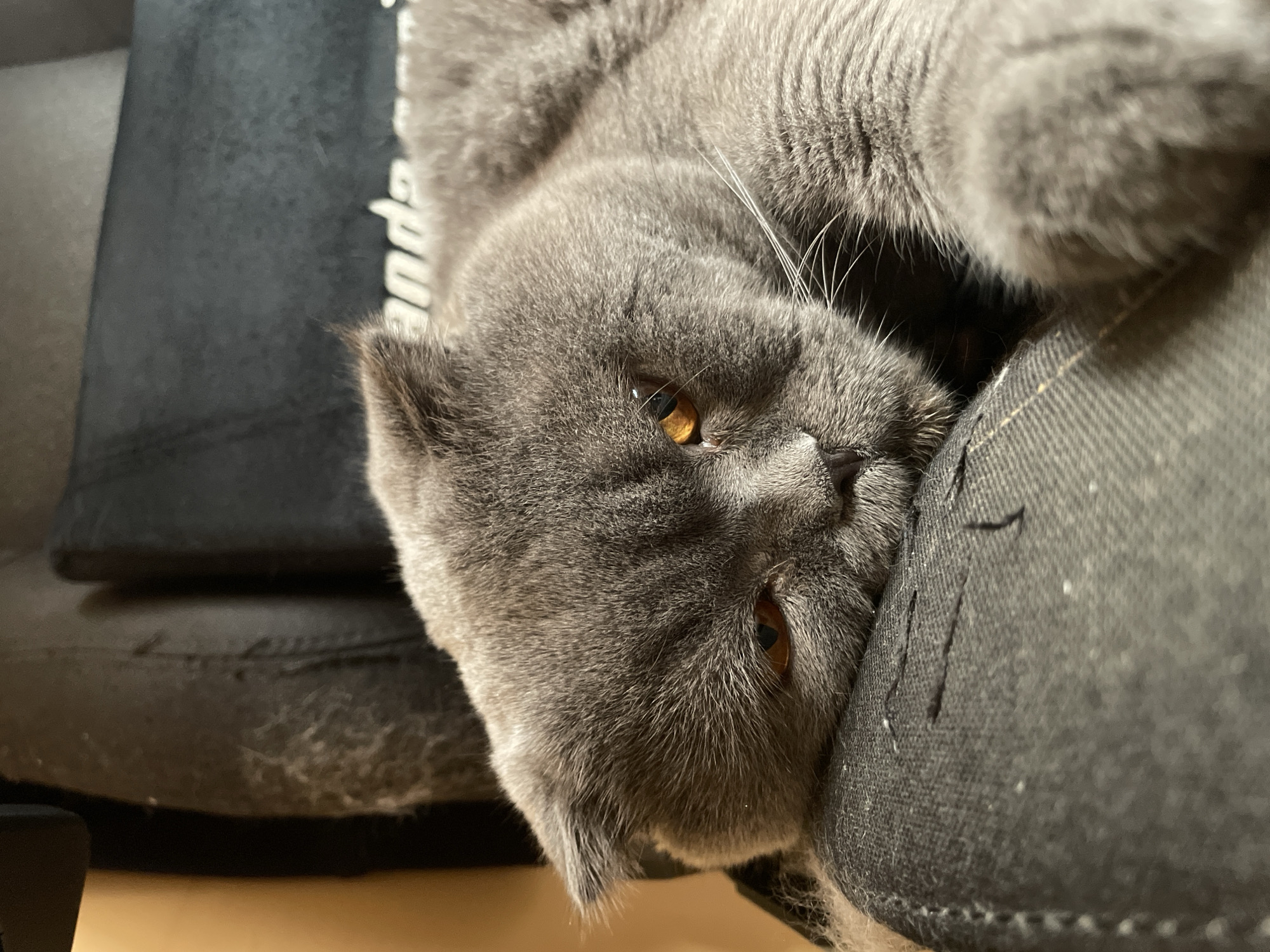 A close-up, eye-level shot captures a grey Scottish Fold cat lying on a black chair. The cat's head rests on the armrest of the chair, its eyes partially closed and amber in color. Its ears are folded down, a characteristic of the breed. The chair appears to be made of fabric, with visible stitching and some light-colored fibers scattered across its surface. The background is blurred, but suggests a room with a wall that has a warm, tan hue. The lighting is soft, creating a relaxed and cozy atmosphere. The cat's fur is short and dense, and its whiskers are long and white. The image is sharp and in focus on the cat's face, highlighting its features and relaxed posture.