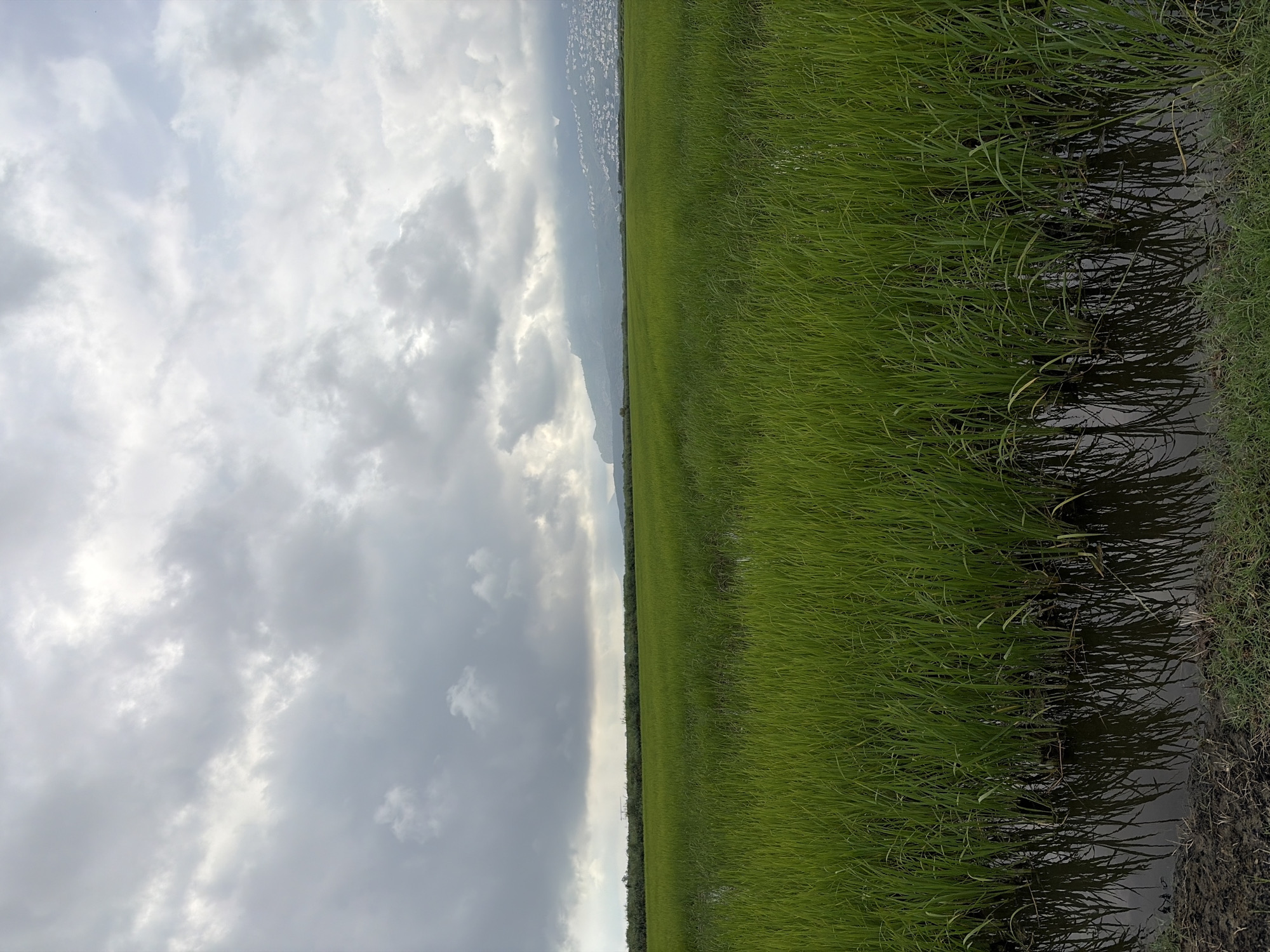 A wide shot captures a lush green rice paddy field in Pego, Spain, under a cloudy sky. The foreground is dominated by the vibrant green stalks of the rice plants, partially submerged in water, with their reflections visible in the dark, still surface. Beyond the field, a line of dark green foliage stretches across the horizon, interrupted by a glimpse of what appears to be a structure. In the distance, a hazy mountain range is visible, with a cluster of white buildings dotting its slopes. The sky is filled with heavy, grey clouds, suggesting an overcast or potentially rainy day. The scene is devoid of human presence.