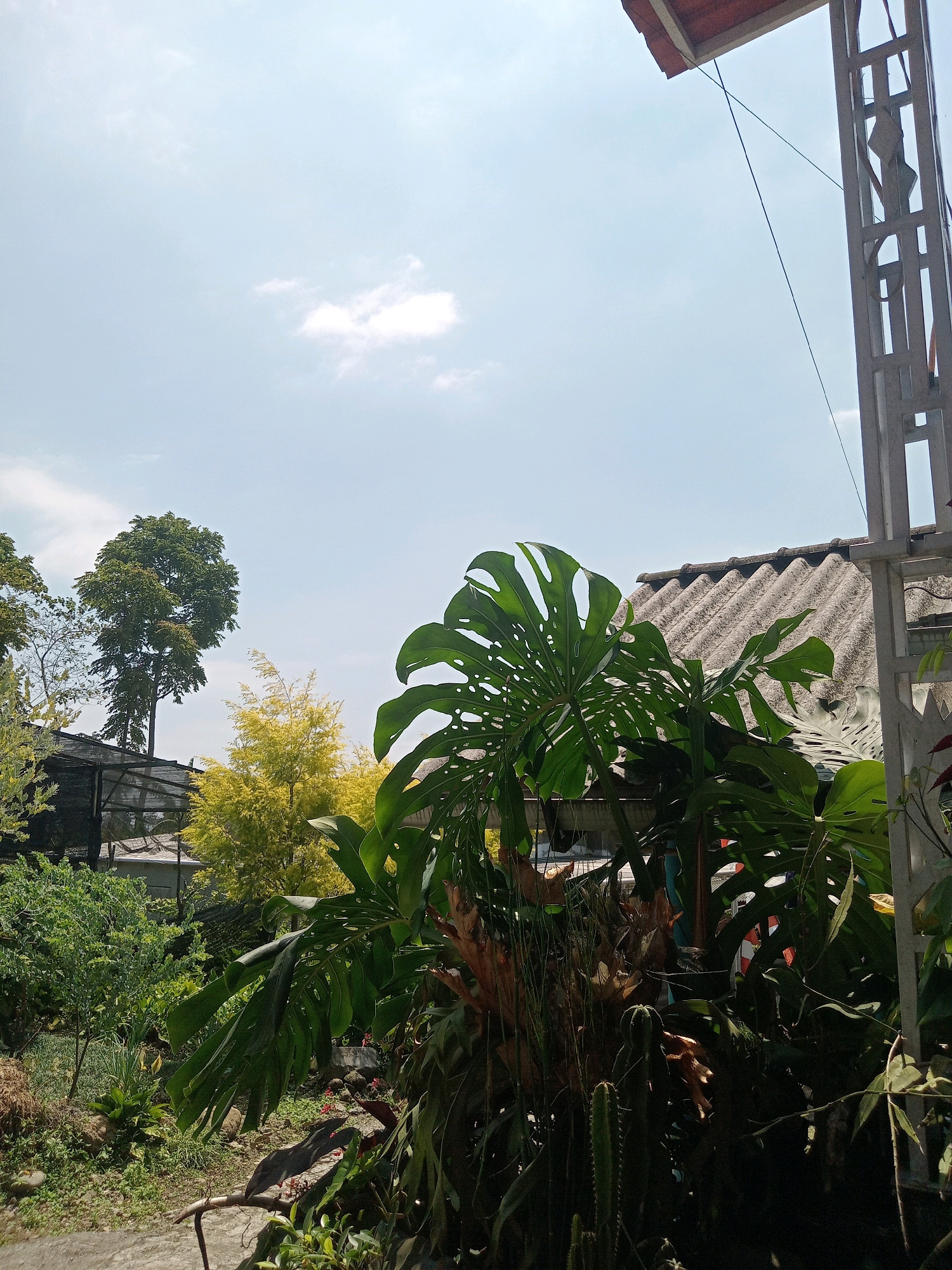 In Claket, Indonesia, under a bright blue sky with scattered white clouds, a lush outdoor scene unfolds. The foreground is dominated by a large Monstera plant with its characteristic split leaves, casting shadows on the ground. To the right, a portion of a metallic structure and a tiled roof are visible, suggesting a residential or utility area. Behind the Monstera, a dense garden thrives with various green plants, including what appears to be a cactus, and a bright yellow, feathery tree. In the middle ground, a tall, leafy tree stands prominently, its branches reaching towards the sky. A dark, netted structure is partially visible behind the yellow tree, and a corrugated roof covers part of a building. The overall impression is one of a verdant, tropical environment.
