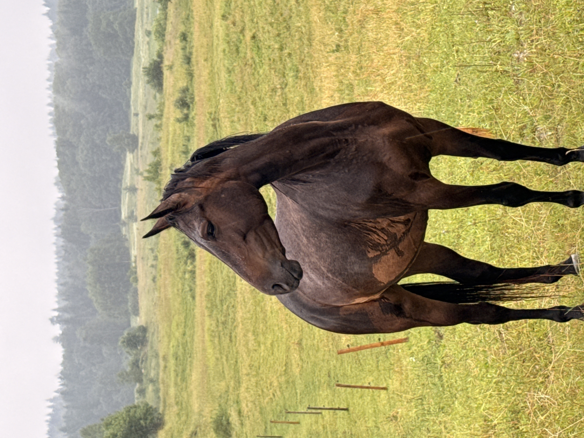 A dark brown horse stands in a grassy field in Galinė, Lithuania. The horse is facing to the left of the frame, with its head turned to look back over its shoulder. The horse's coat appears wet and somewhat muddy. In the background, there is a line of trees forming a dense forest. The sky is overcast and hazy, suggesting a cloudy or rainy day. A simple wooden fence is visible in the left side of the image, consisting of thin wooden posts. The field is covered in tall, green and yellow grass.