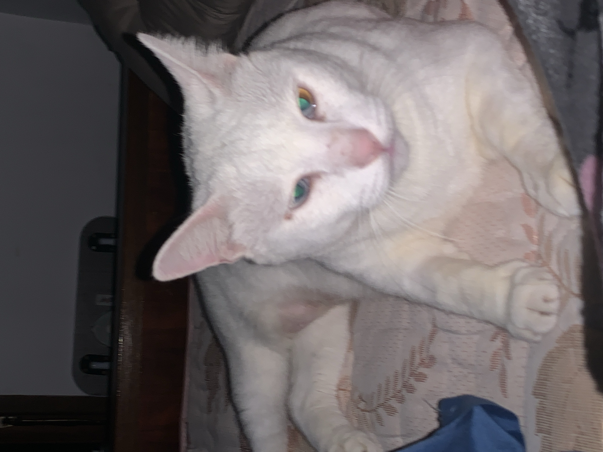 A white cat with heterochromia, one blue eye and one amber-orange eye, rests on a bed. The cat's fur is clean and its pink nose is visible. The bedspread has a floral pattern. In the background, a wooden headboard is visible, and behind that, a dark, blurry surface which may be a wall or a cabinet. The lighting is dim. The location is a bedroom in Sukawati, Indonesia.