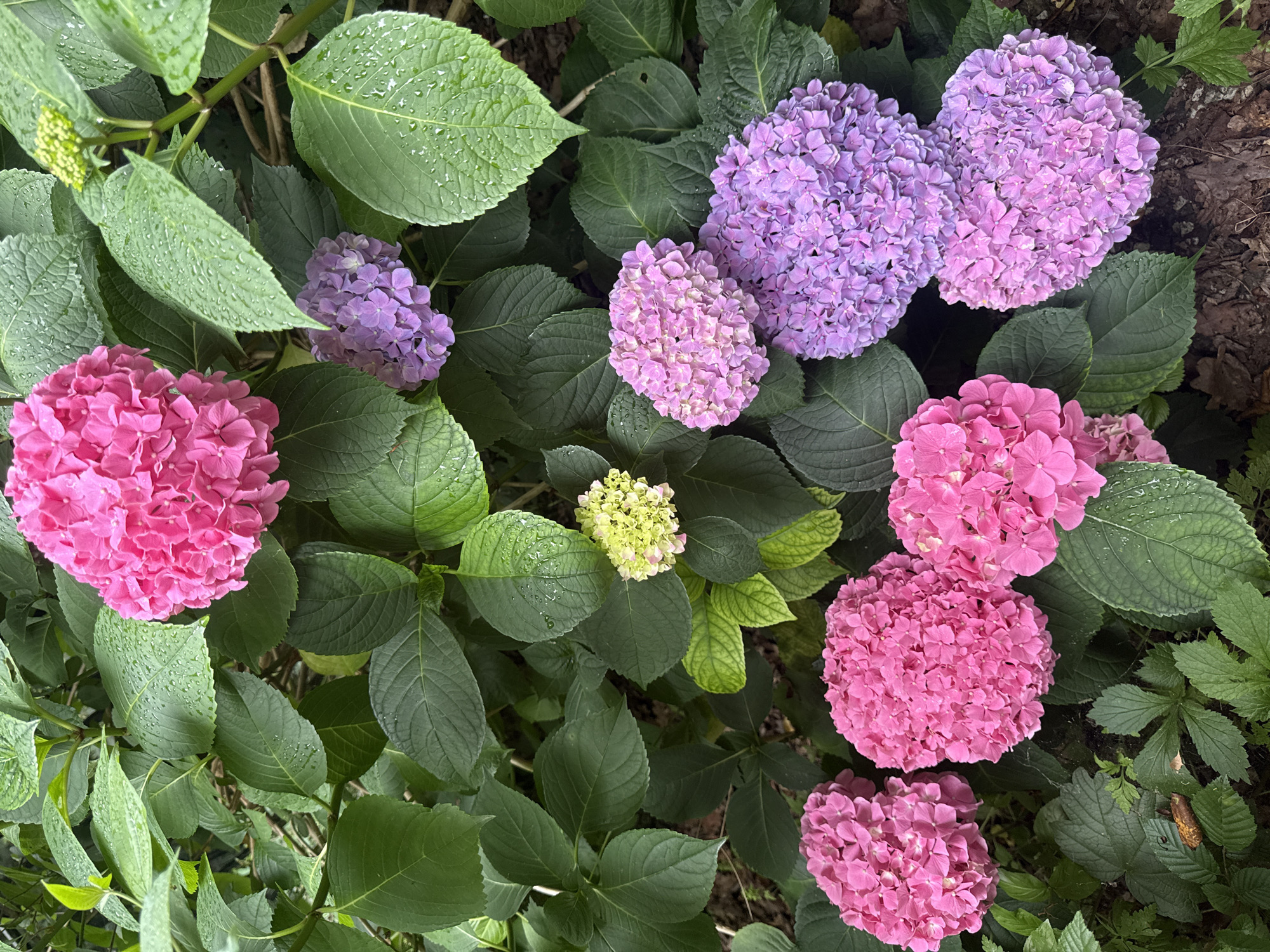 The image depicts a cluster of hydrangeas in bloom, with prominent pink and purple blossoms. The flowers are surrounded by lush green foliage, some of which are visibly wet, suggesting recent rainfall or dew. The scene appears to be an outdoor garden setting. The location is not specified in the image or the provided information.