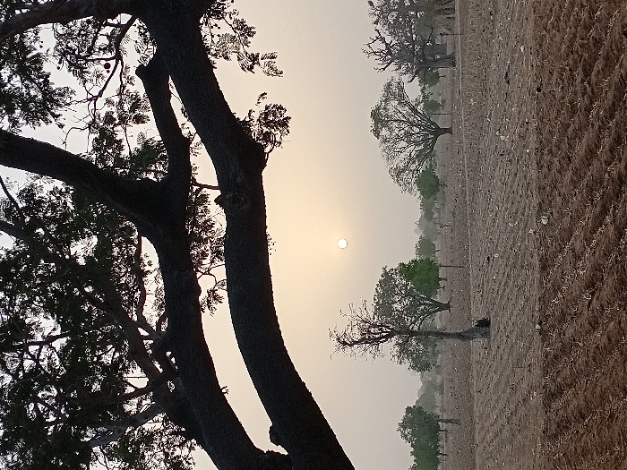 The image depicts an agricultural landscape at sunrise or sunset in Dabawa, Nigeria, under hazy atmospheric conditions. The foreground consists of dark brown, recently tilled soil with distinct linear furrows. Scattered across this field are small, white, indeterminate markers or debris. Overhead, large, dark tree branches and foliage from an unseen tree partially silhouette against the sky, framing the upper portion of the scene. In the midground and background, an open field extends, sparsely populated by various trees; some exhibit green foliage, while others appear deciduous or dry. A tall, slender, mostly bare tree stands prominently in the central midground. The sky is a uniform pale yellow-white, dominated by a small, bright, white-yellow sun positioned centrally in the upper-mid frame. No individuals, animals, or structures are present.