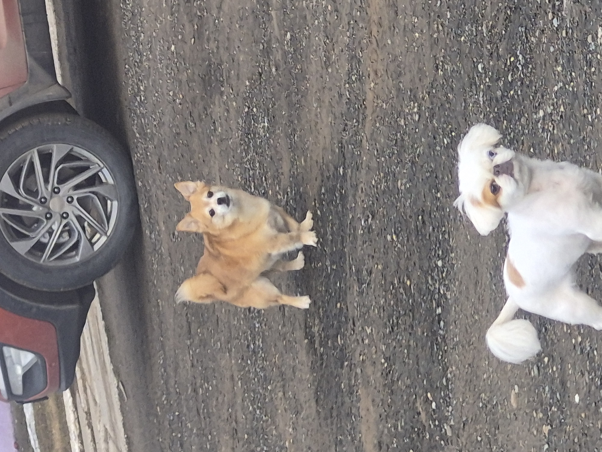 An outdoor scene depicts two dogs on an asphalt surface. To the left of the frame, a small red car with a silver rim is visible. The first dog is a light brown color and is looking at the camera. The second dog is white with some brown patches and is looking off to the left of the frame. The environment appears to be urban, as indicated by the paved surface and presence of a vehicle.