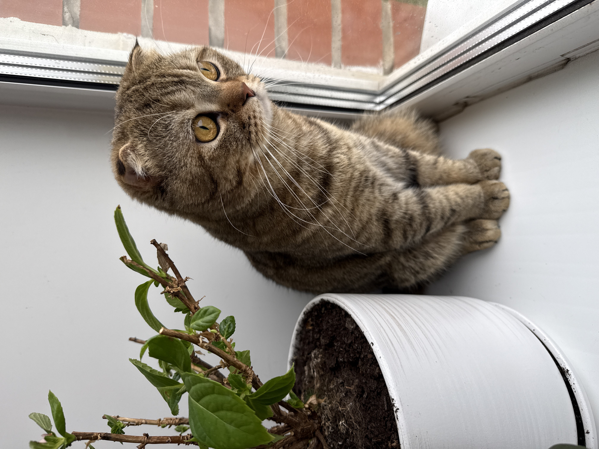 A low-angle, medium shot depicts a brown tabby cat lying on a white surface near a window, adjacent to a plant in a white pot. The cat's head is tilted upward and to the left, its golden eyes are visible. The plant appears to be a leafy shrub with a mix of green leaves and bare branches. The window frame is white, with a brick exterior visible beyond the glass. The cat's paws are neatly positioned beneath its body. The background is blurred, focusing attention on the cat and plant.