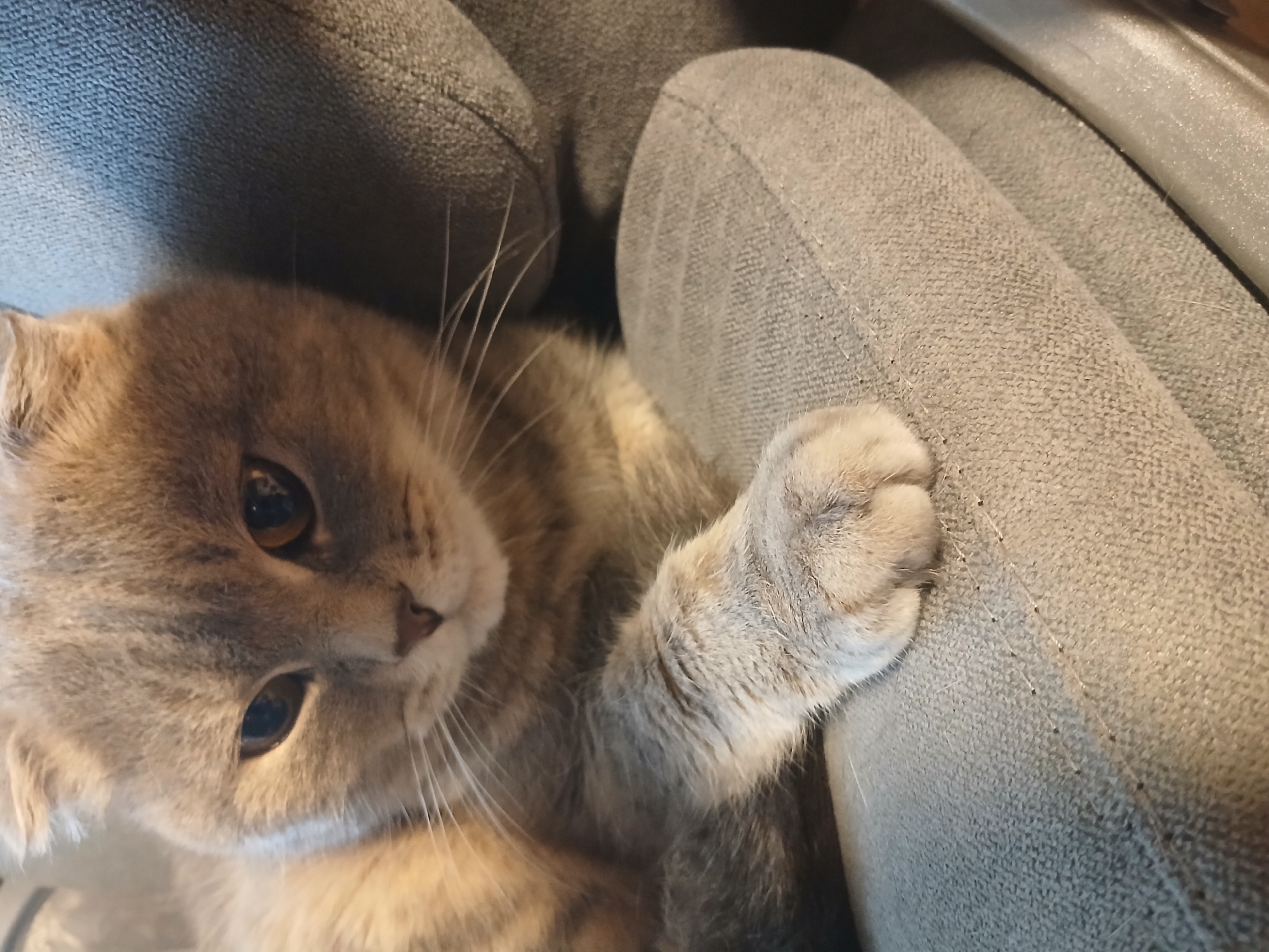 A Scottish Fold cat with golden-brown eyes is lying on a gray fabric chair. The cat's paw rests on the armrest of the chair. The location is Kamianske, Ukraine.