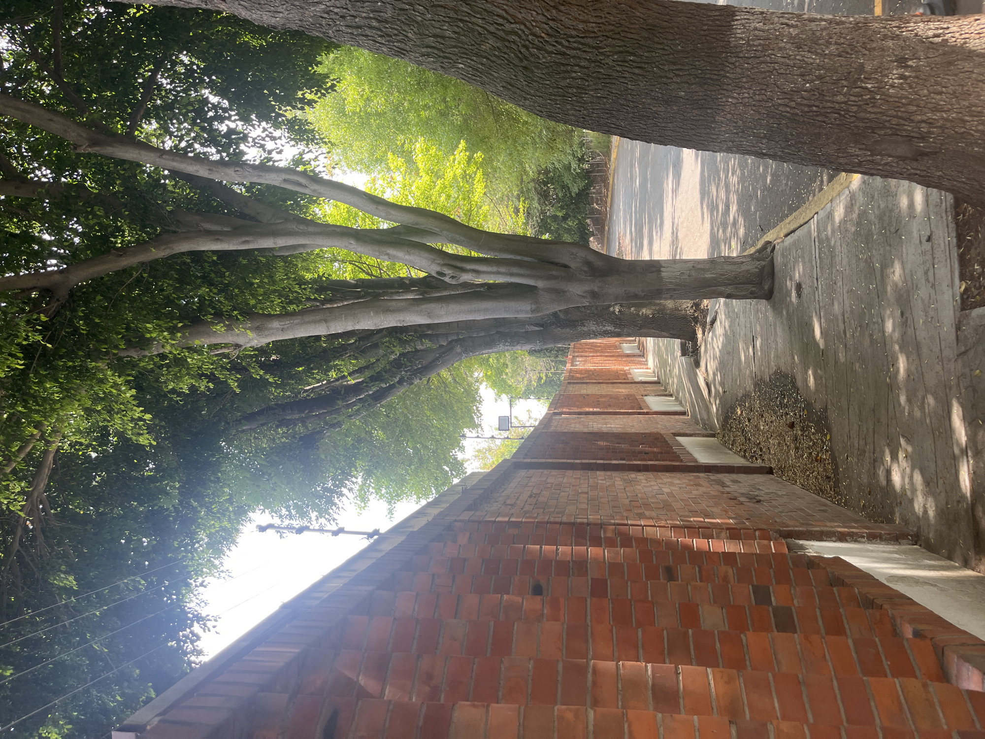 The image captures an outdoor scene from a low-angle perspective, featuring a row of trees, a brick wall, and a paved pathway. The original image is rotated 90 degrees counter-clockwise.
When viewed correctly, large trees with abundant green foliage dominate the left side, forming a dense canopy that allows bright sunlight to filter through, creating dappled shadows on the ground. The smooth, greyish trunks of these trees stand along a concrete sidewalk or path. Beyond the trees and sidewalk, a paved road with a yellow curb is visible.
To the right, a tall, sturdy brick wall constructed from reddish-brown bricks extends along the pathway. Some sections of utility wires are strung near the top of the wall, and a light fixture is mounted on it further down.
The bright sunlight and distinct shadows indicate a clear, sunny daytime, likely mid-morning or afternoon. No people or specific activities are taking place, presenting a tranquil streetscape or pathway. The scene emphasizes the interplay of natural elements (trees, sunlight) and man-made structures (brick wall, pavement). No discernible text is visible.
