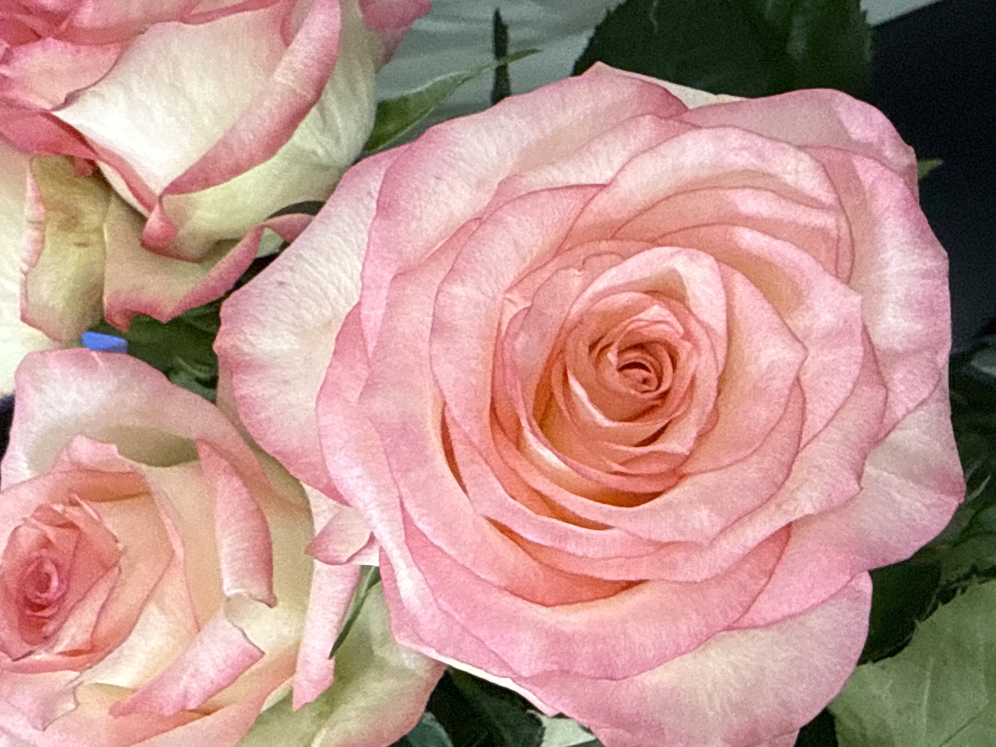 Close-up of pink and white roses with green leaves. No location information provided; cannot confirm Yerevan, Armenia.